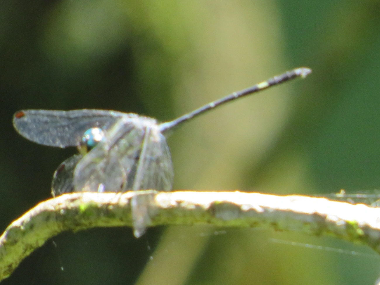 Micrathyria, insetos, fotografado em Maresias, São Sebastião