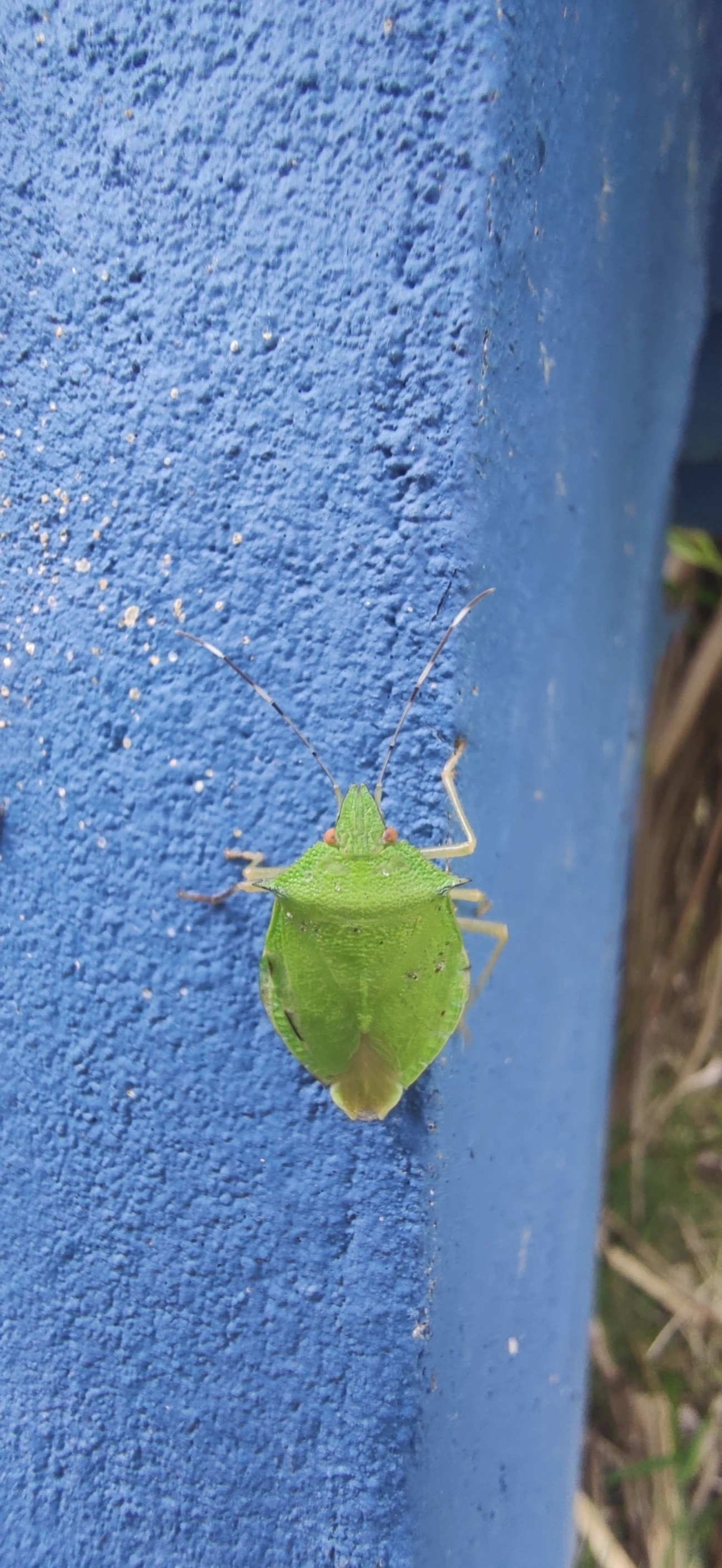 Chlorocoris, insetos, fotografado em Maresias, São Sebastião