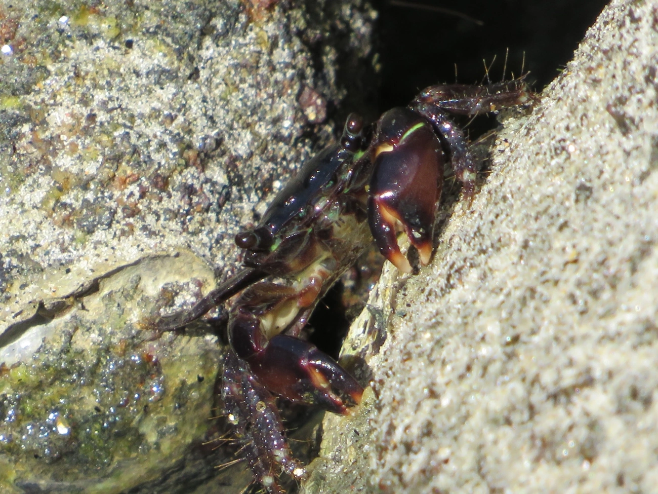 Caranguejo-verde (Pachygrapsus transversus), crustáceos, fotografado em Maresias, São Sebastião
