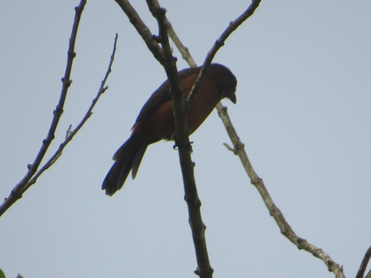Tiê-sangue (Ramphocelus bresilius), aves, fotografado em Maresias, São Sebastião