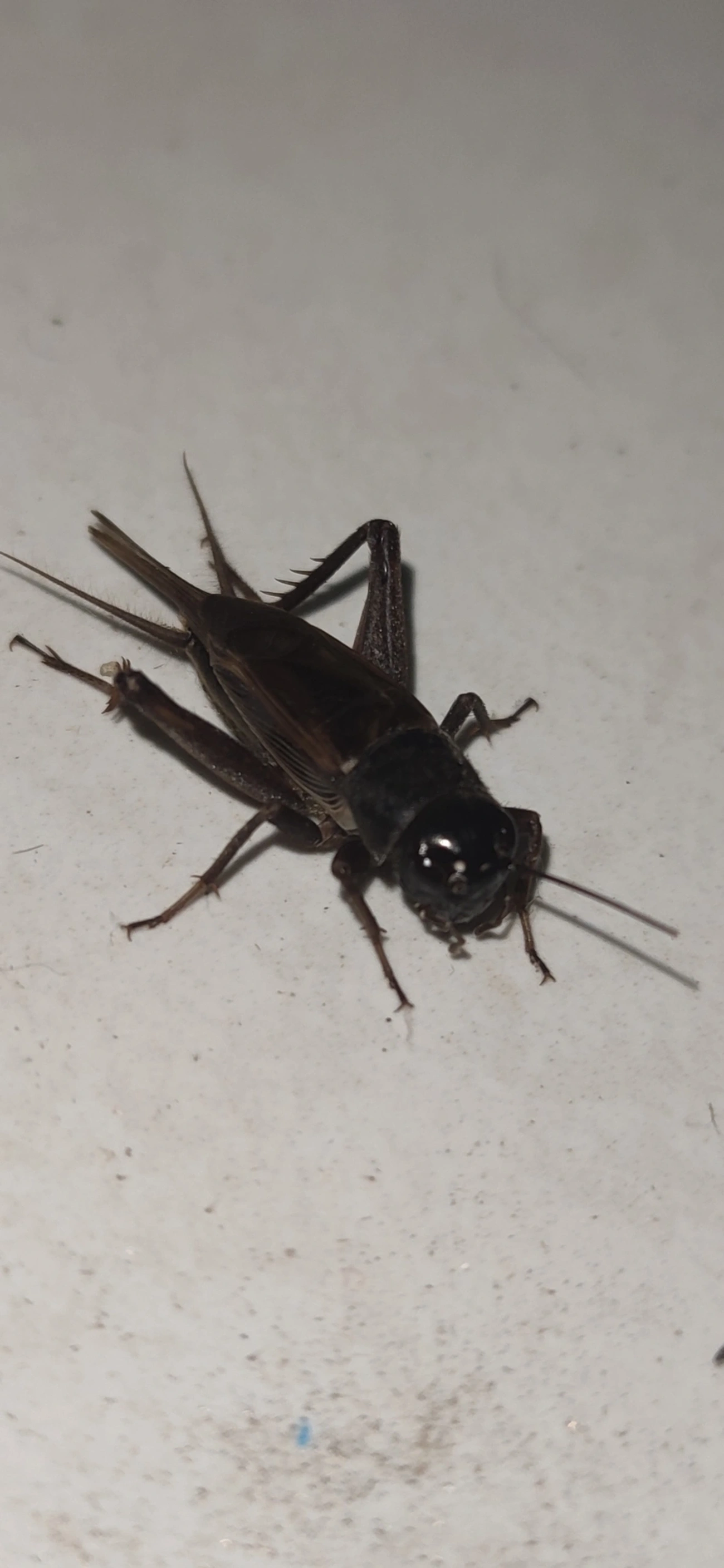 Gryllini, insetos, fotografado em Maresias, São Sebastião