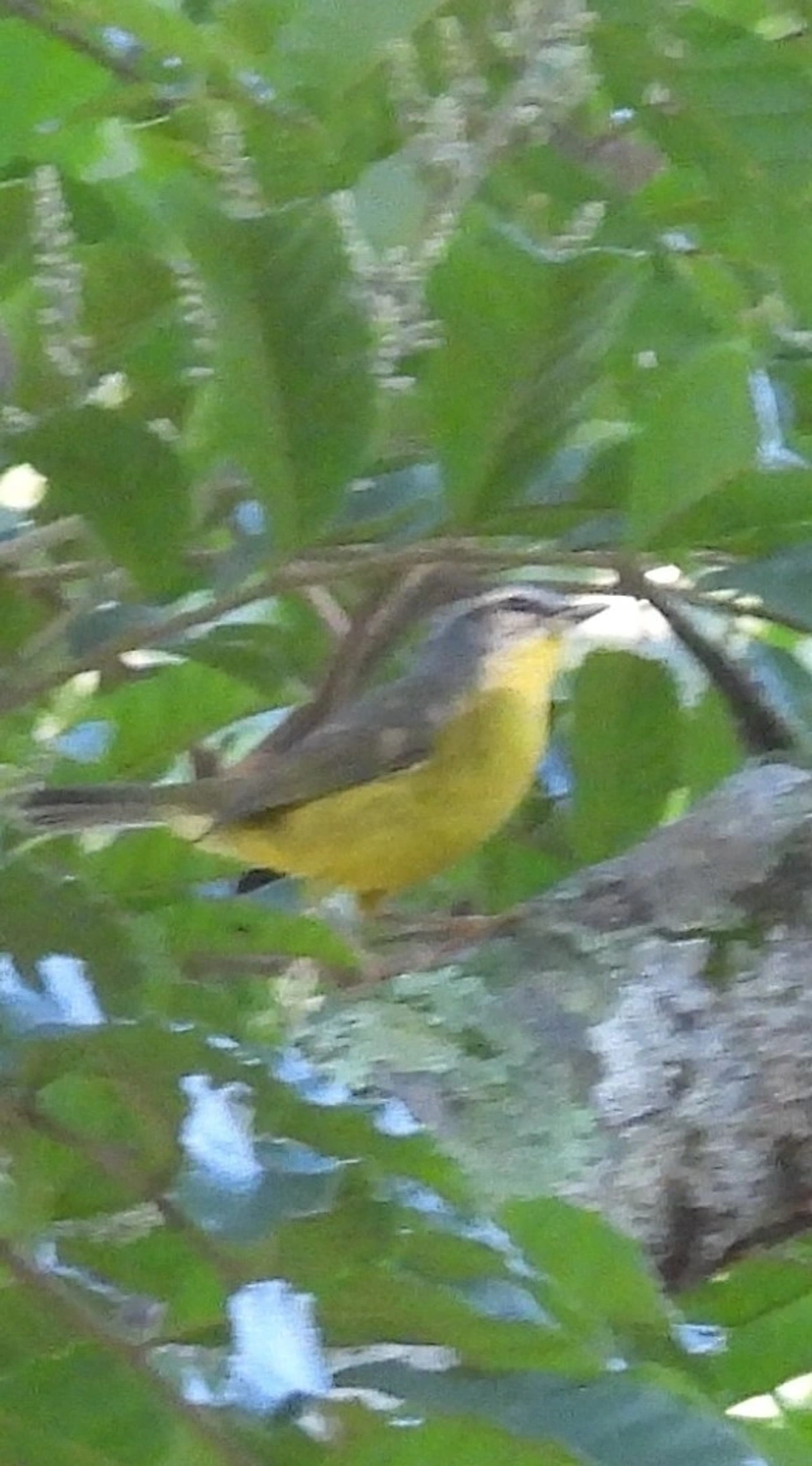Pula-Pula (Basileuterus culicivorus), aves, fotografado em Queluz