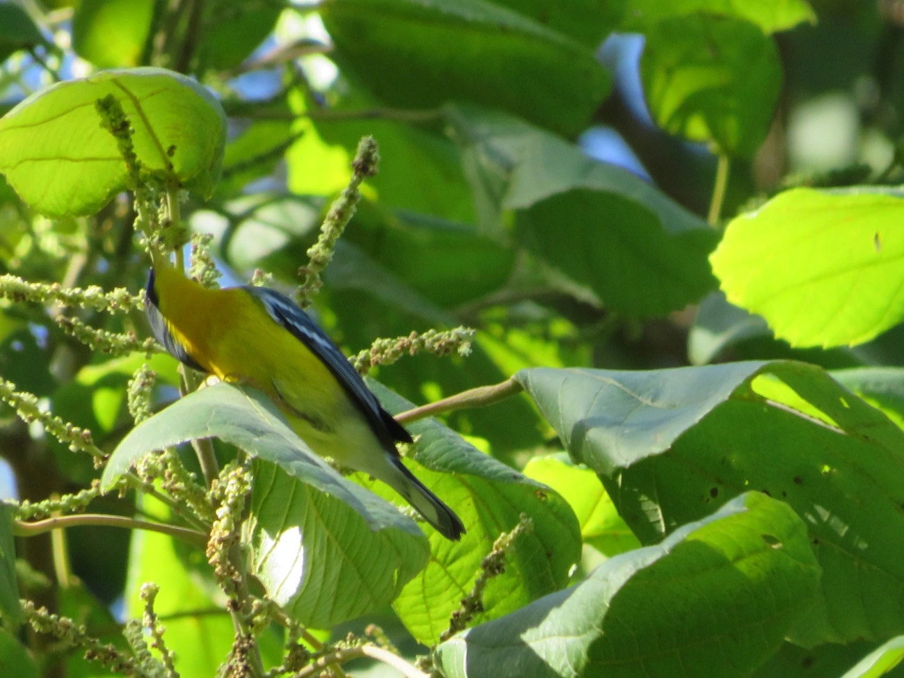 Mariquita (Setophaga pitiayumi), aves, fotografado em Paúba, São Sebastião