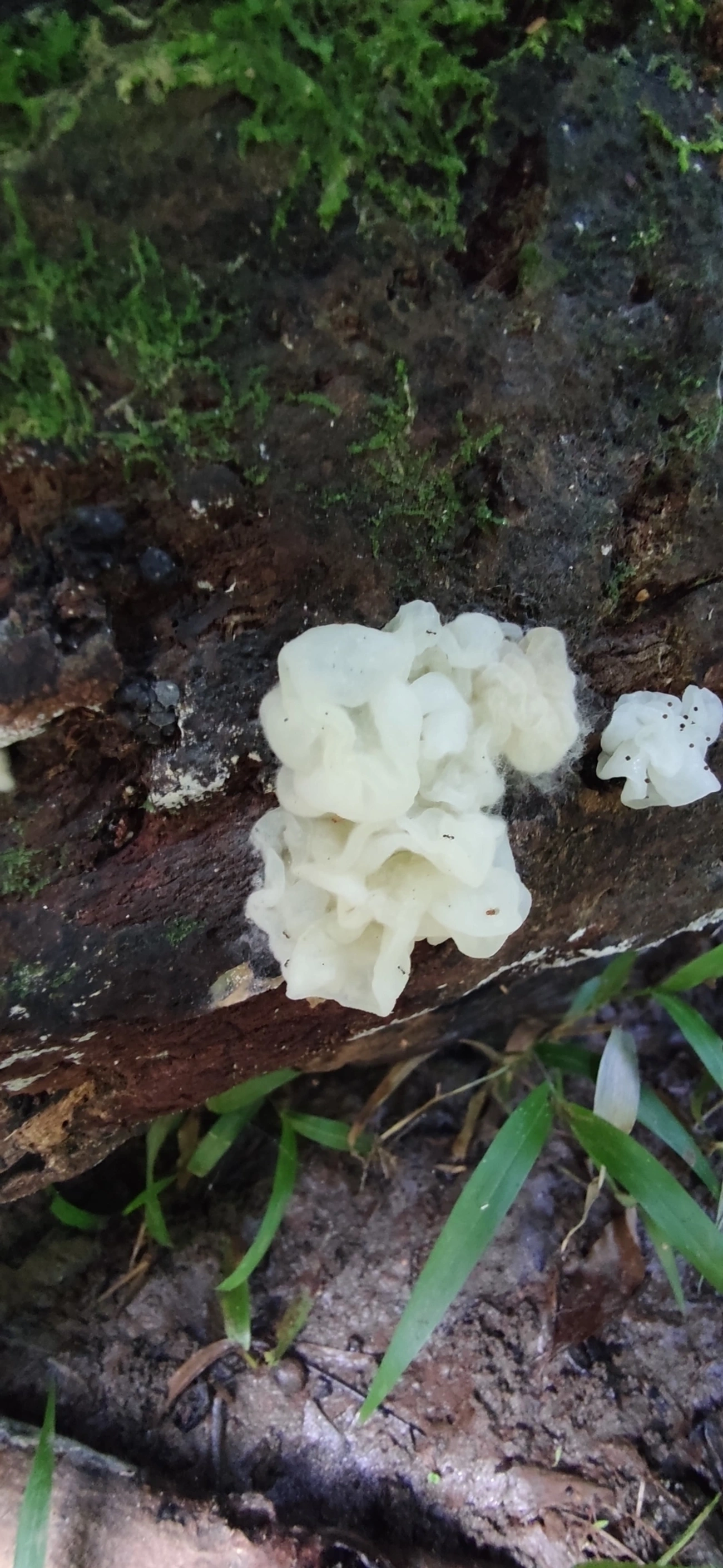 Protohydnum pululahuanum, fungos, fotografado em Maresias, São Sebastião