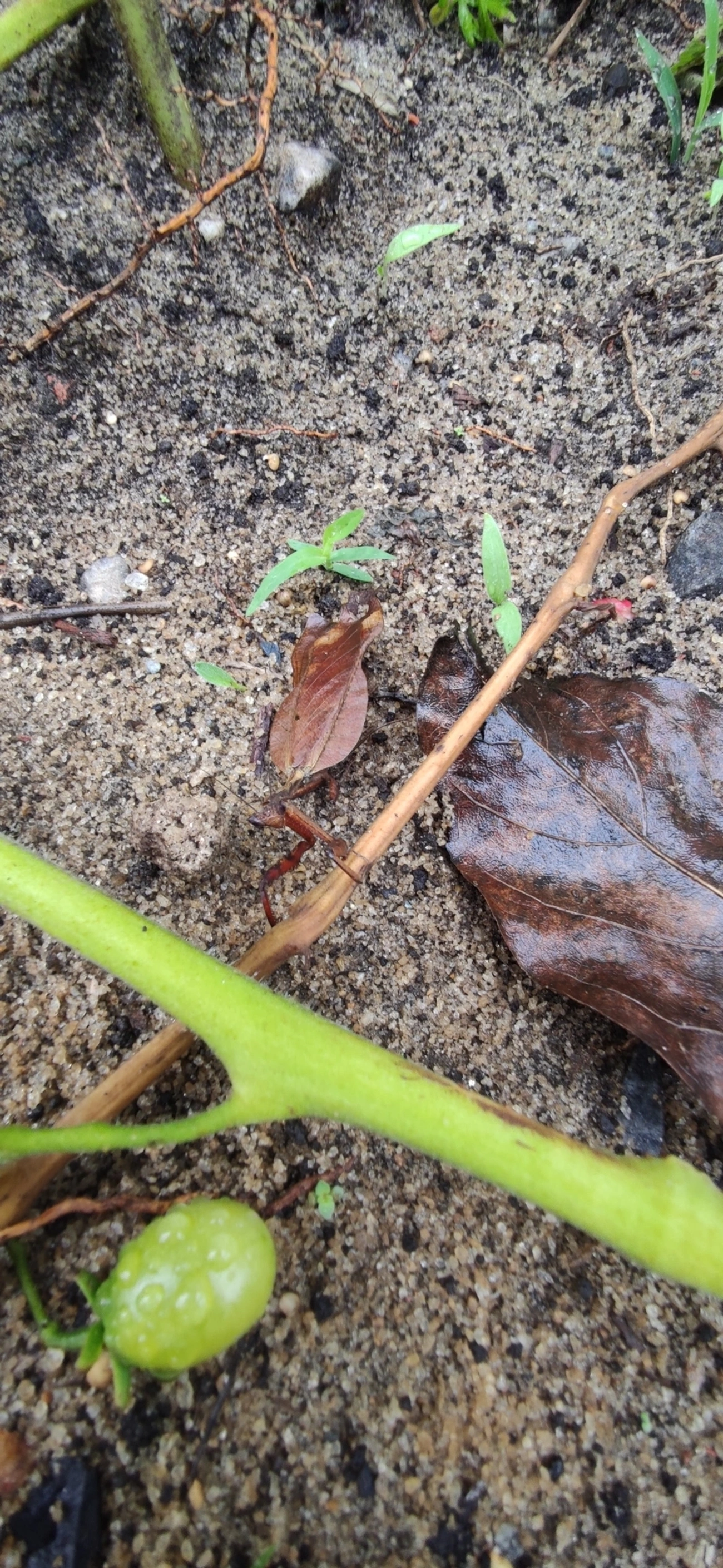 Louva-Deus-Folha-Seca (Acanthops), insetos, fotografado em Maresias, São Sebastião