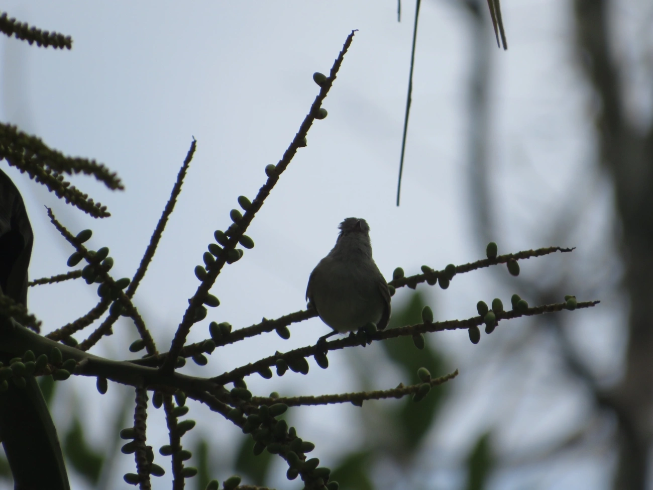 Risadinha (Camptostoma obsoletum), aves, fotografado em Maresias, São Sebastião
