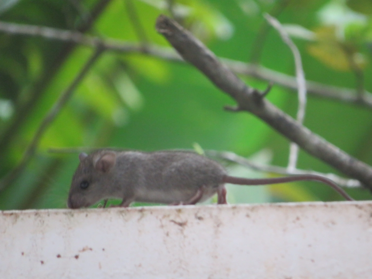 Oligoryzomys, mamíferos, fotografado em Maresias, São Sebastião