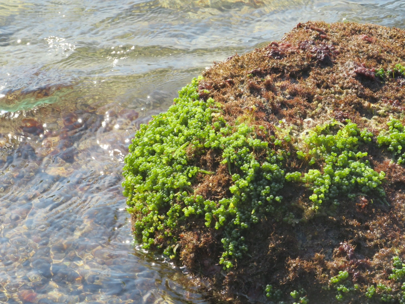 Caulerpa, plantas, fotografado em Maresias, São Sebastião