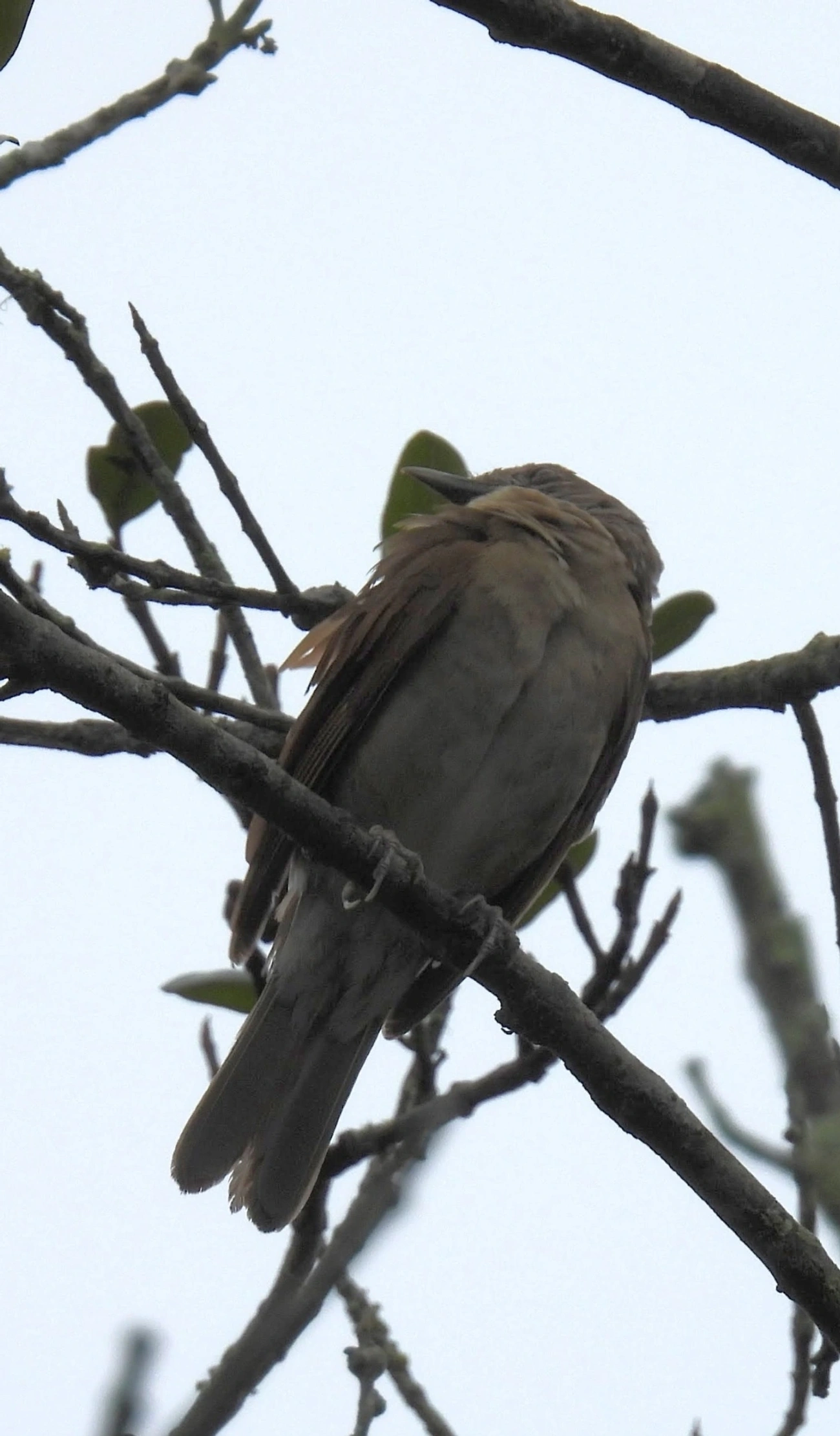 Sabiá-barranco (Turdus leucomelas), aves, fotografado em Maresias, São Sebastião