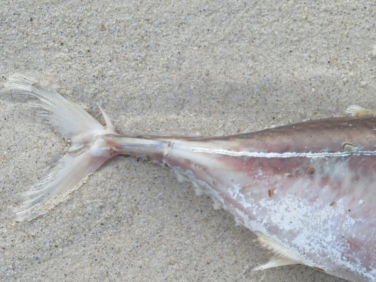 Scombrinae, peixes, fotografado em Maresias, São Sebastião