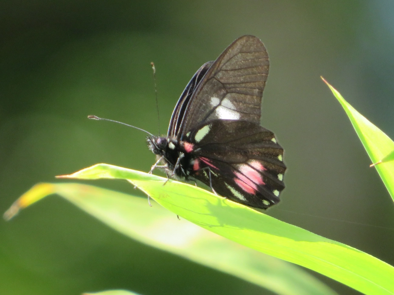 Branca-mimética (Archonias brassolis), insetos, fotografado em Maresias, São Sebastião