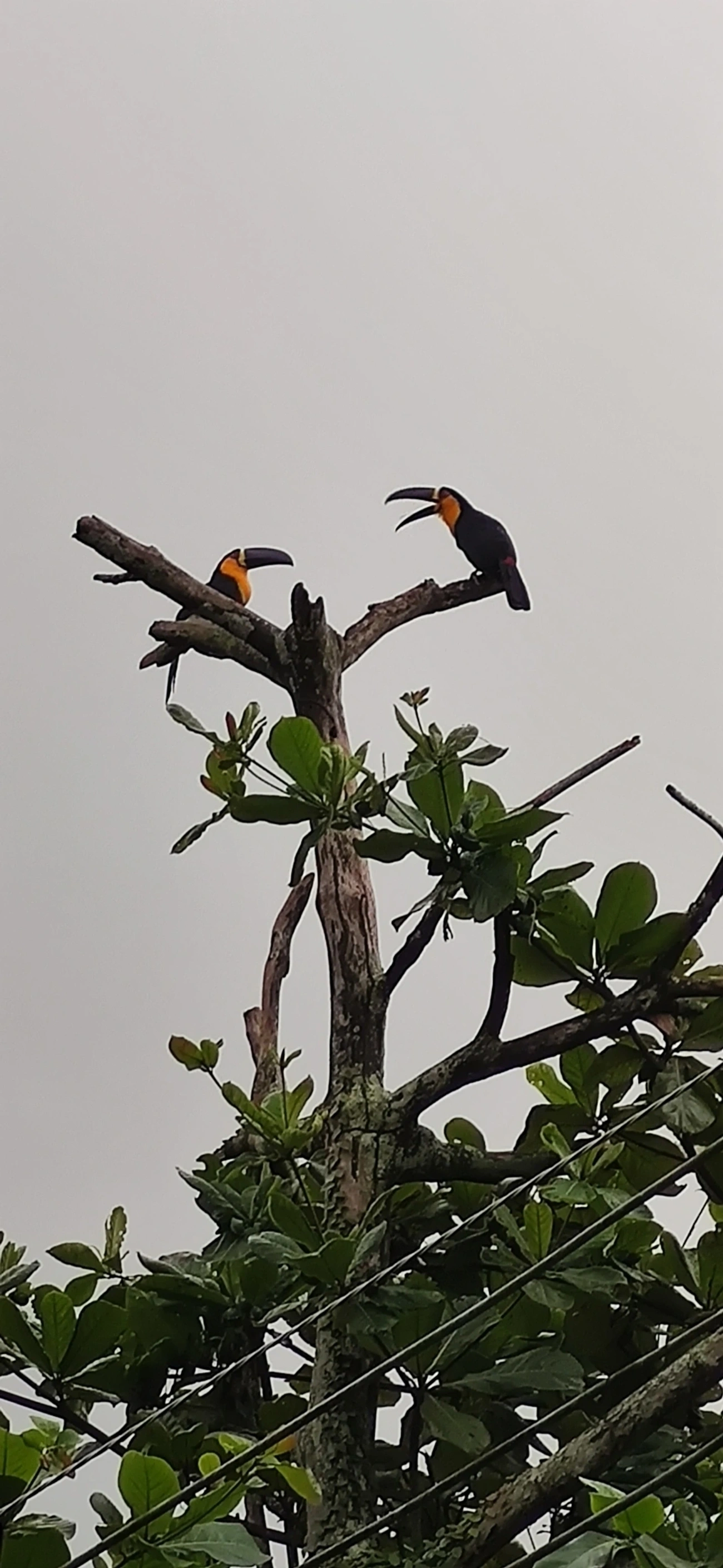 Tucano-de-ariel (Ramphastos vitellinus), aves, fotografado em São Paulo