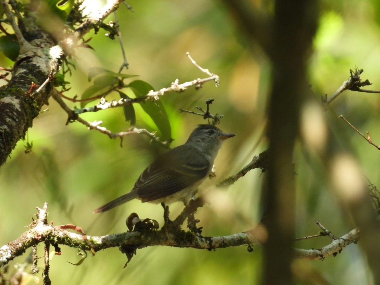 Risadinha (Camptostoma obsoletum), aves, fotografado em Maresias, São Sebastião