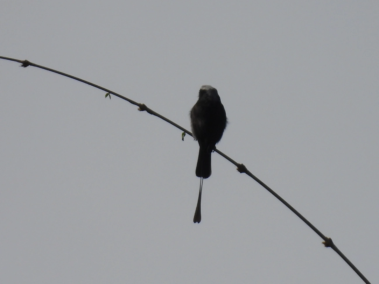 Viuvinha (Colonia colonus), aves, fotografado em Catuçaba, São Luíz do Paraitinga