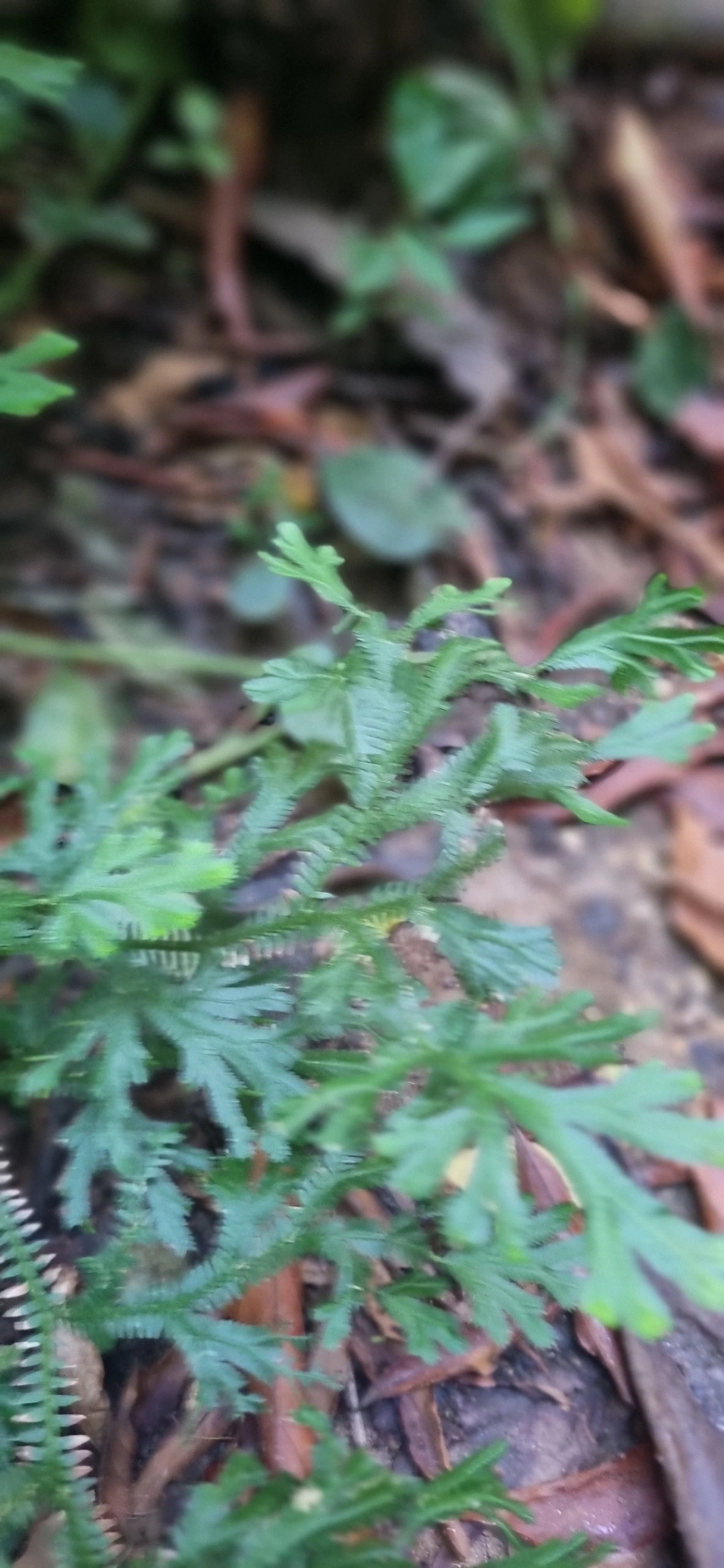 Selaginella, plantas, fotografado em São Sebastião