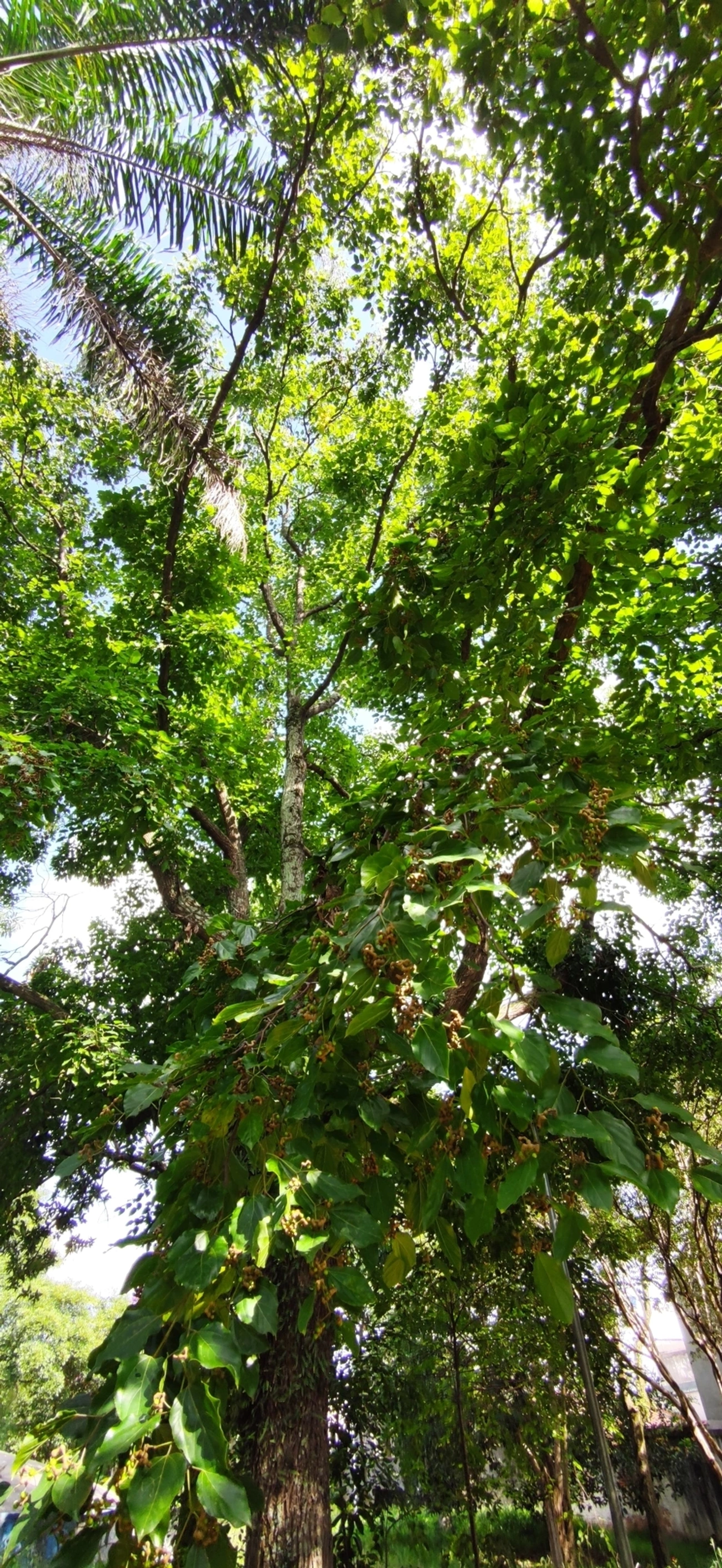 Uva-do-Japão (Hovenia dulcis), plantas, fotografado em Vila Santo Estevão, São Paulo