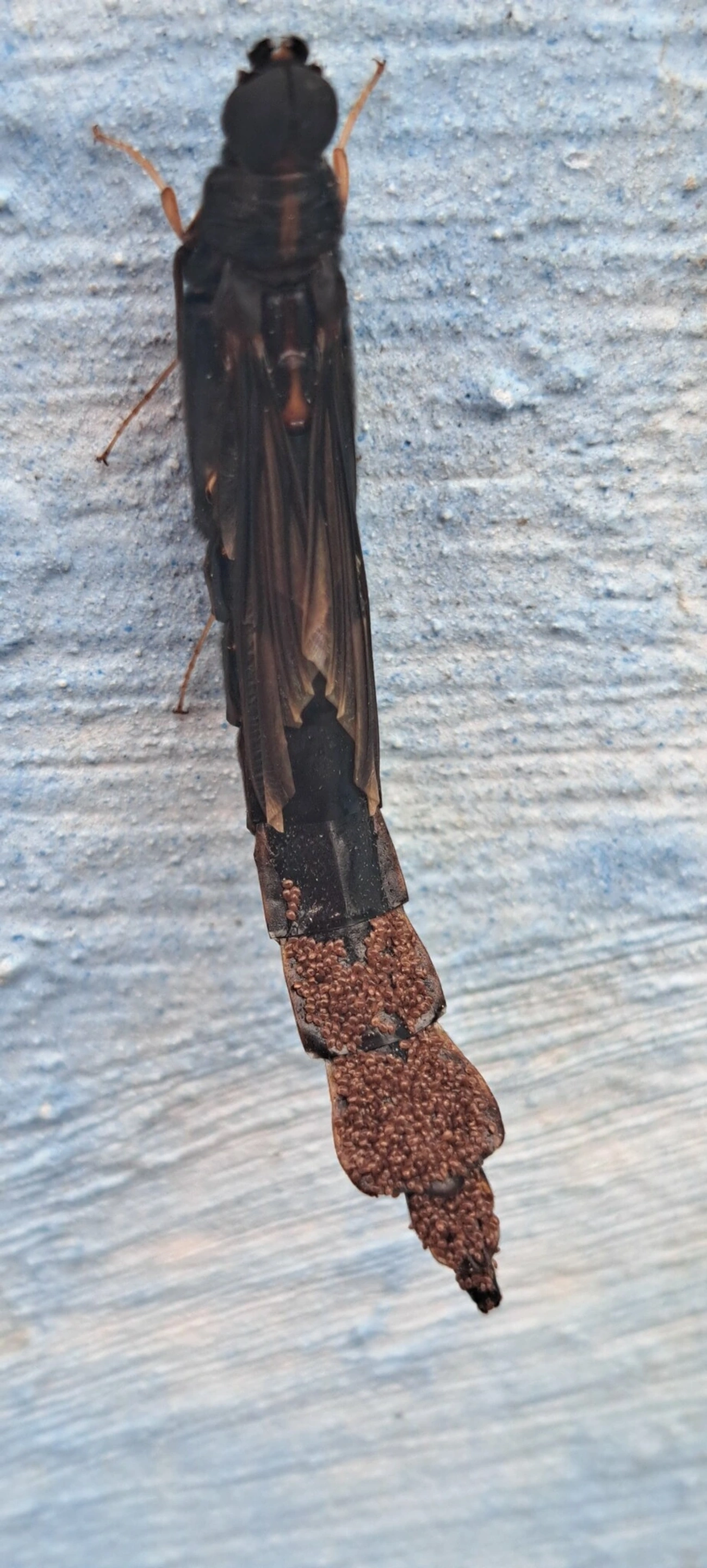 Atractocerus, insetos, fotografado em Maresias, São Sebastião