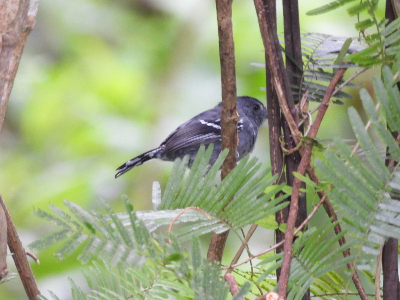 Choca-da-mata (Thamnophilus caerulescens), aves, fotografado em Catuçaba, São Luíz do Paraitinga
