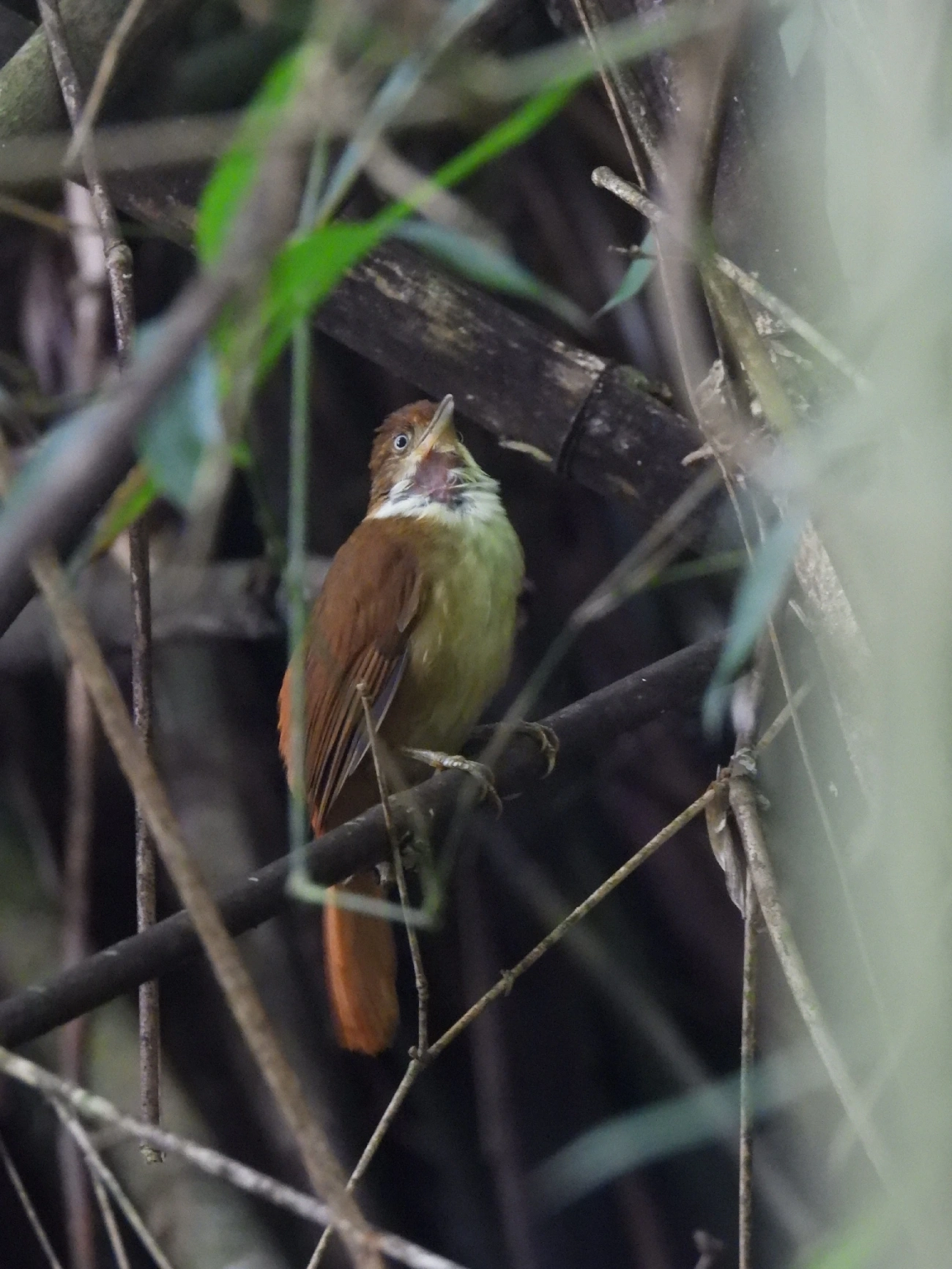 Barranqueiro-de-olho-branco (Automolus leucophthalmus), aves, fotografado em Guararema