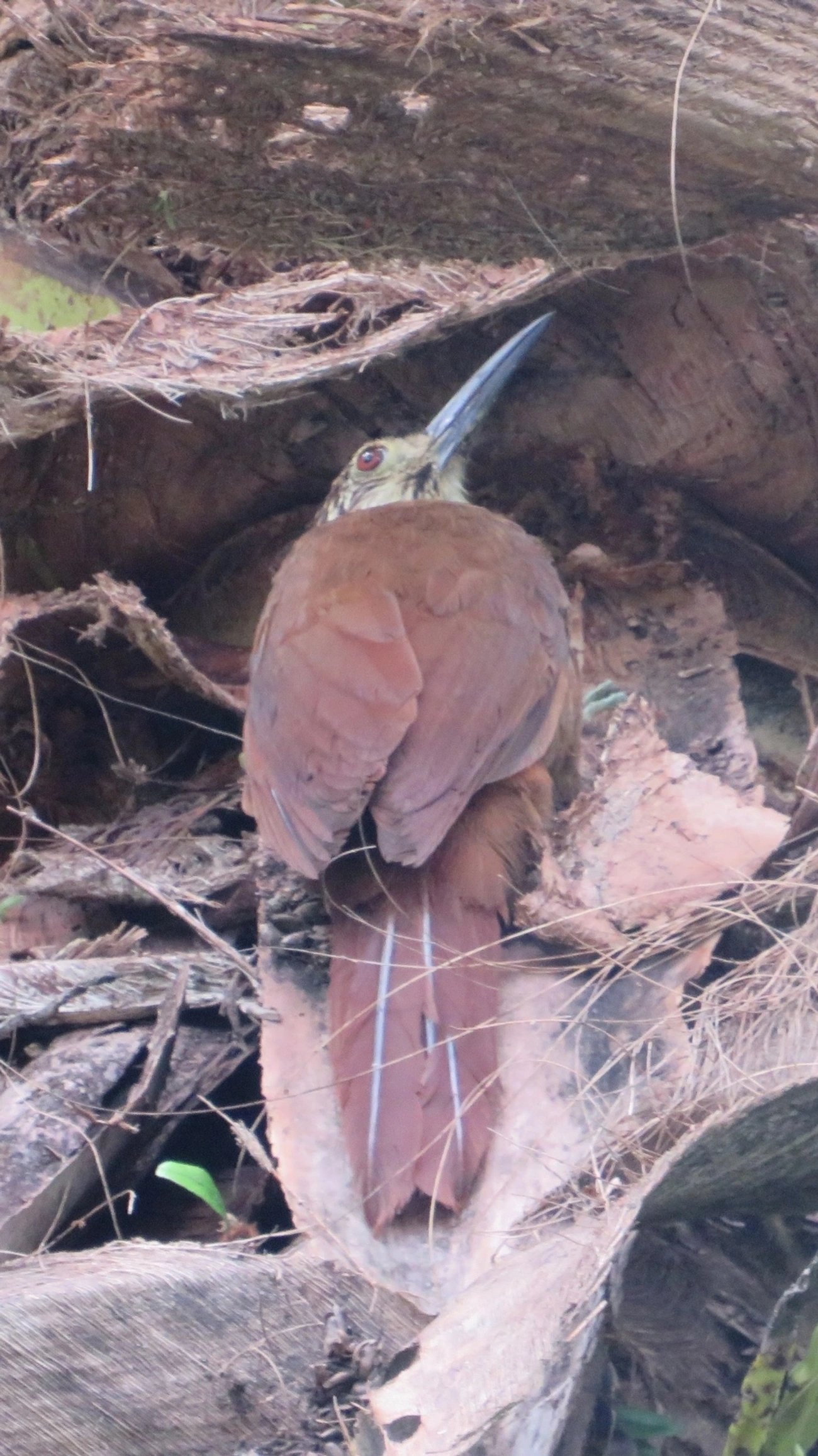 Arapaçu-de-garganta-branca (Xiphocolaptes albicollis), aves, fotografado em Maresias, São Sebastião