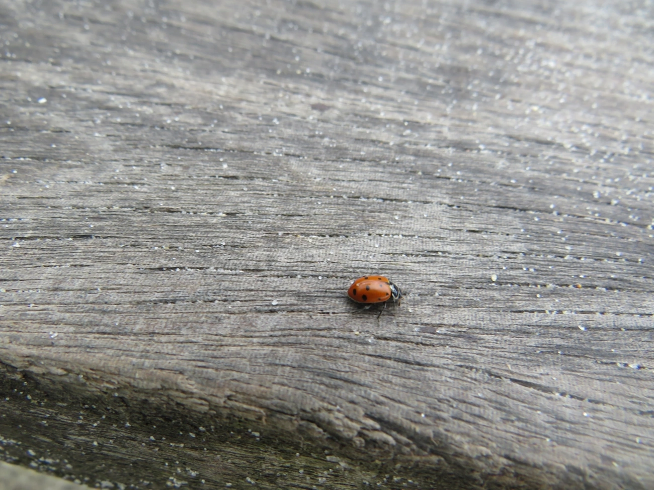 Joaninha-convergente (Hippodamia convergens), insetos, fotografado em Maresias, São Sebastião