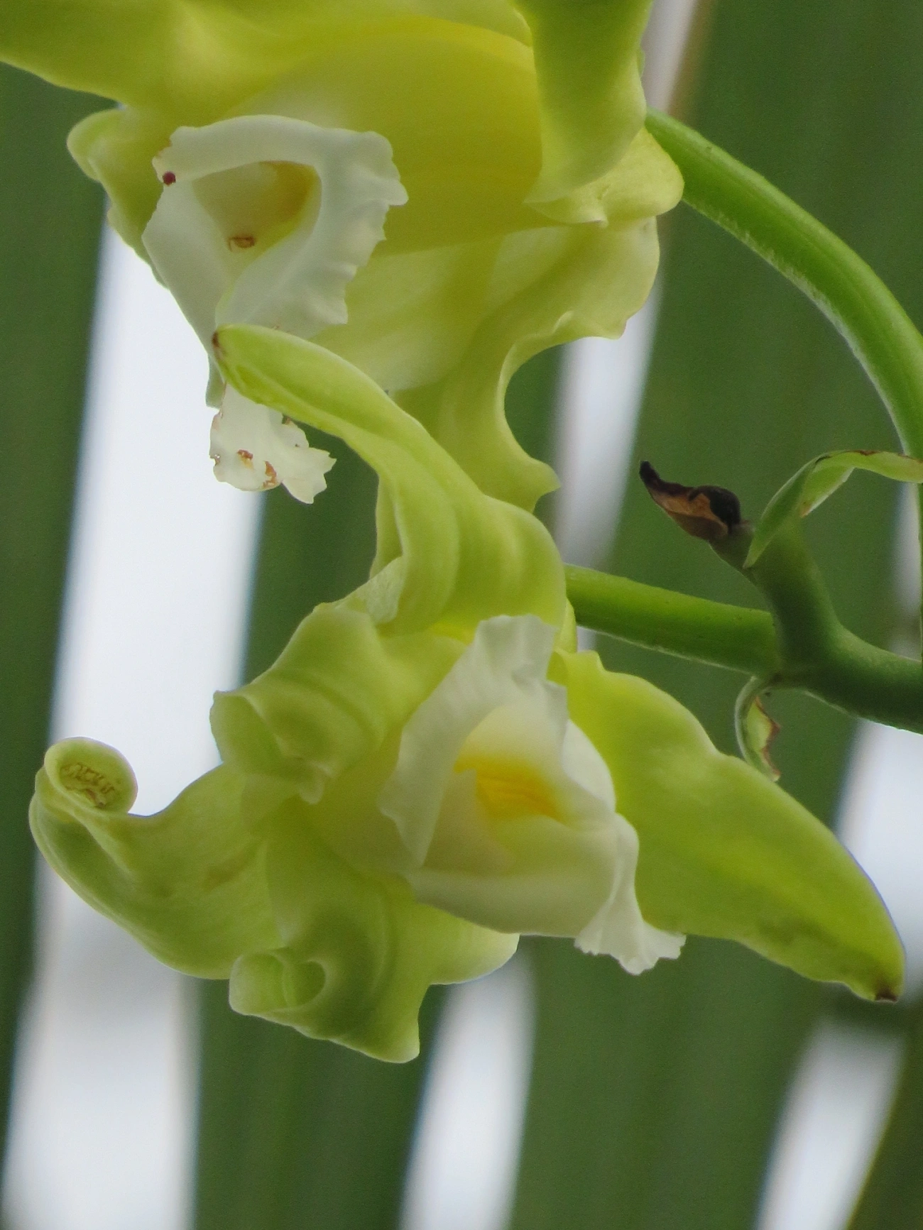 Baunilha (Vanilla arcuata), plantas, fotografado em Maresias, São Sebastião