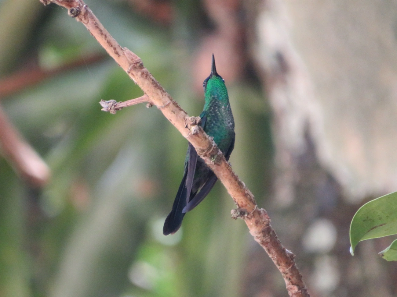 Beija-flor-de-fronte-violeta (Thalurania glaucopis), aves, fotografado em Maresias, São Sebastião