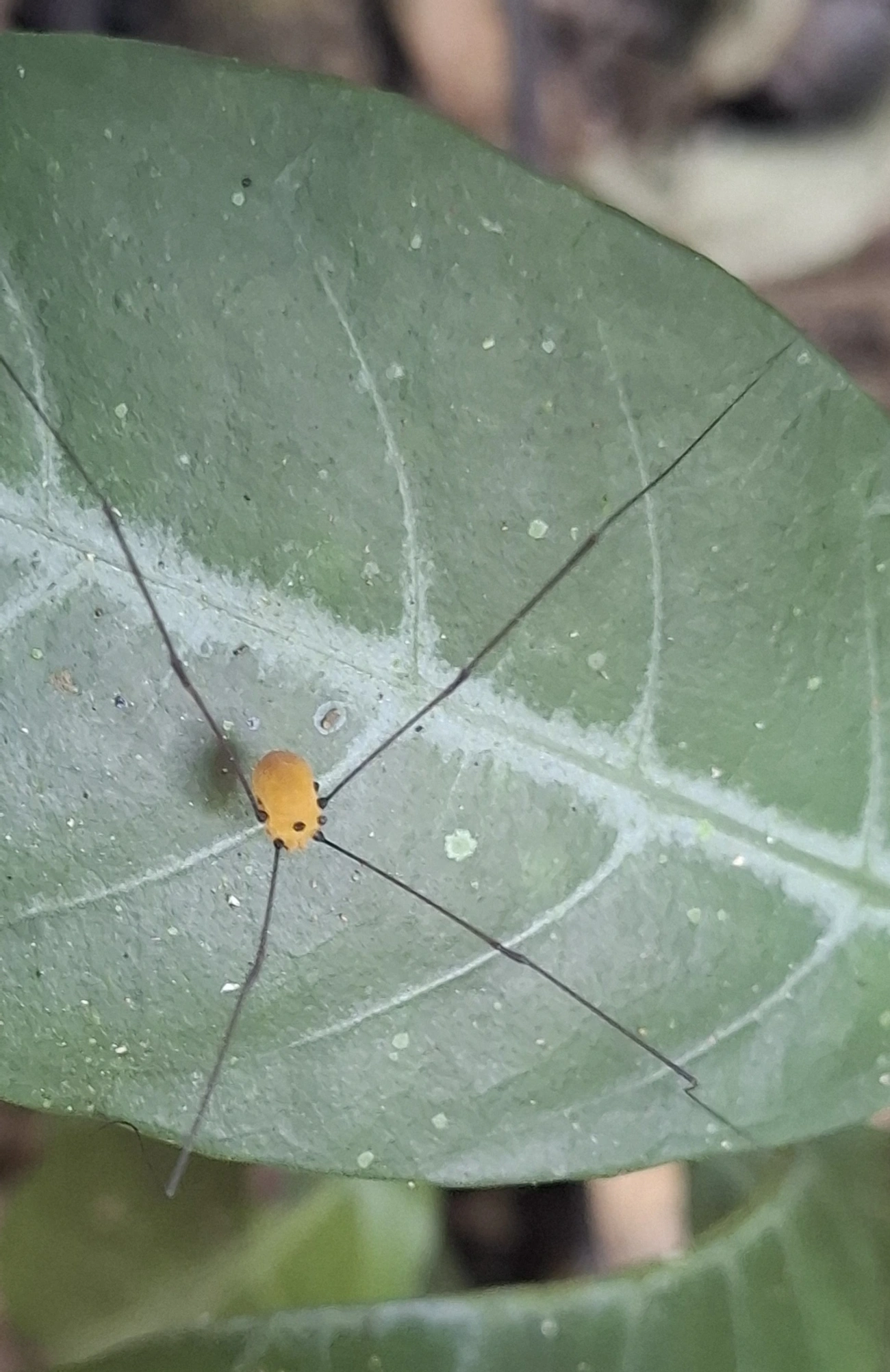 Opilião (Garleppa littoralis), aracnídeos, fotografado em Maresias, São Sebastião