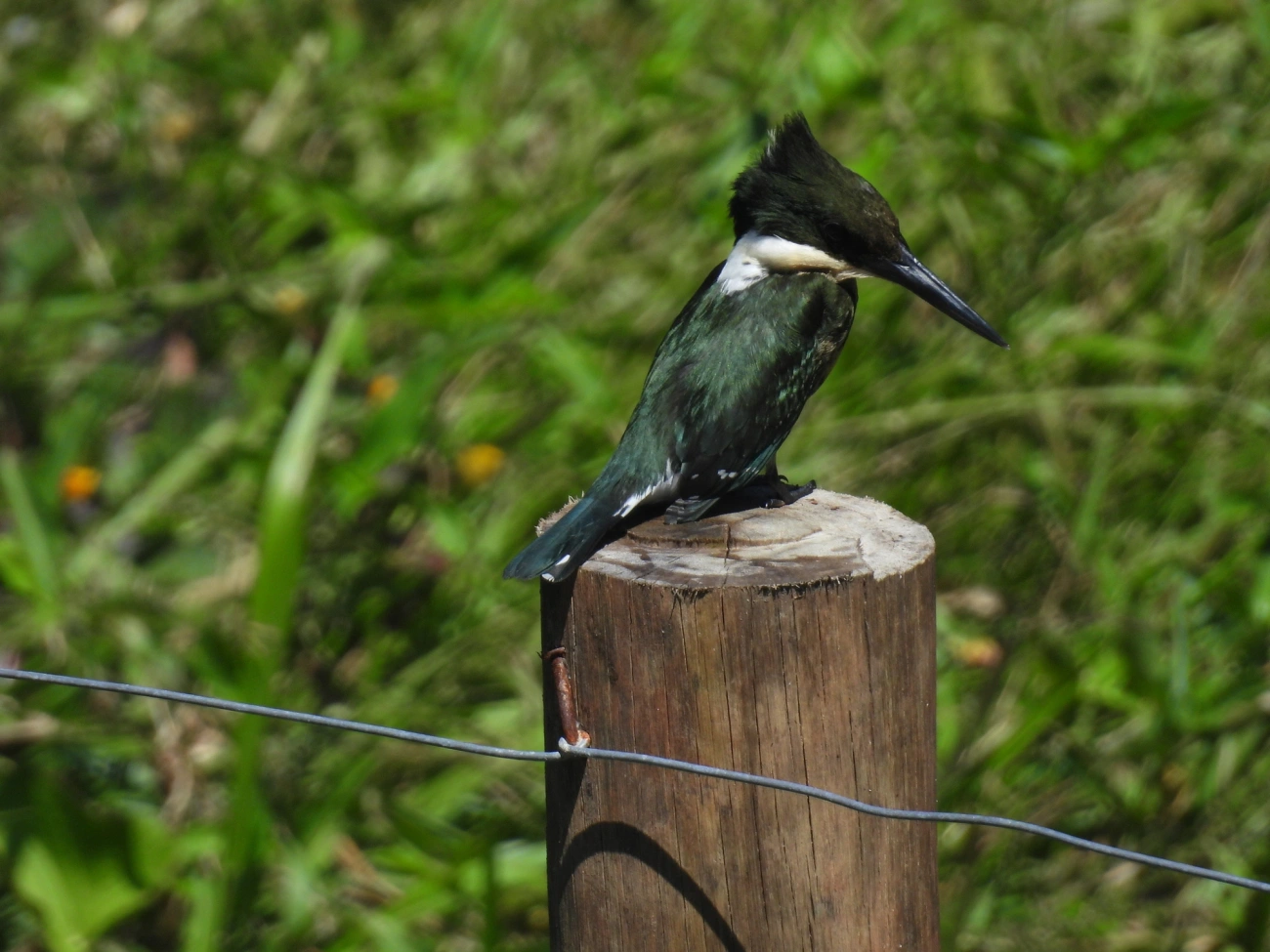 Martim-pescador-pequeno (Chloroceryle americana), aves, fotografado em Maresias, São Sebastião