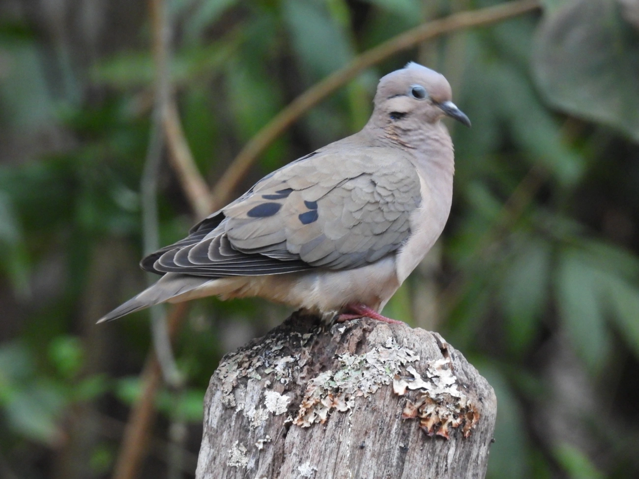 Pomba-de-bando (Zenaida auriculata), aves, fotografado em Santa Isabel