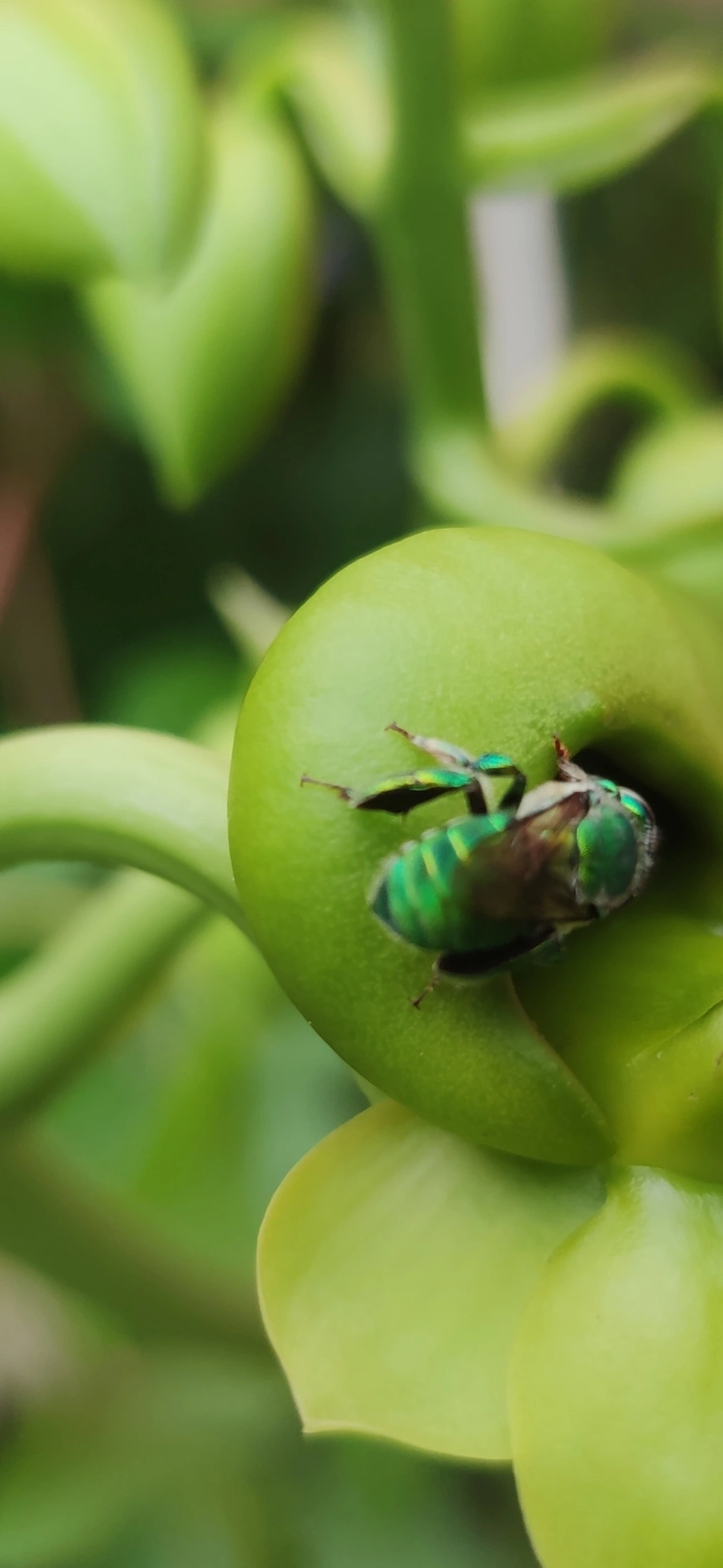 Euglossa, insetos, fotografado em Indaiá, Caraguatatuba