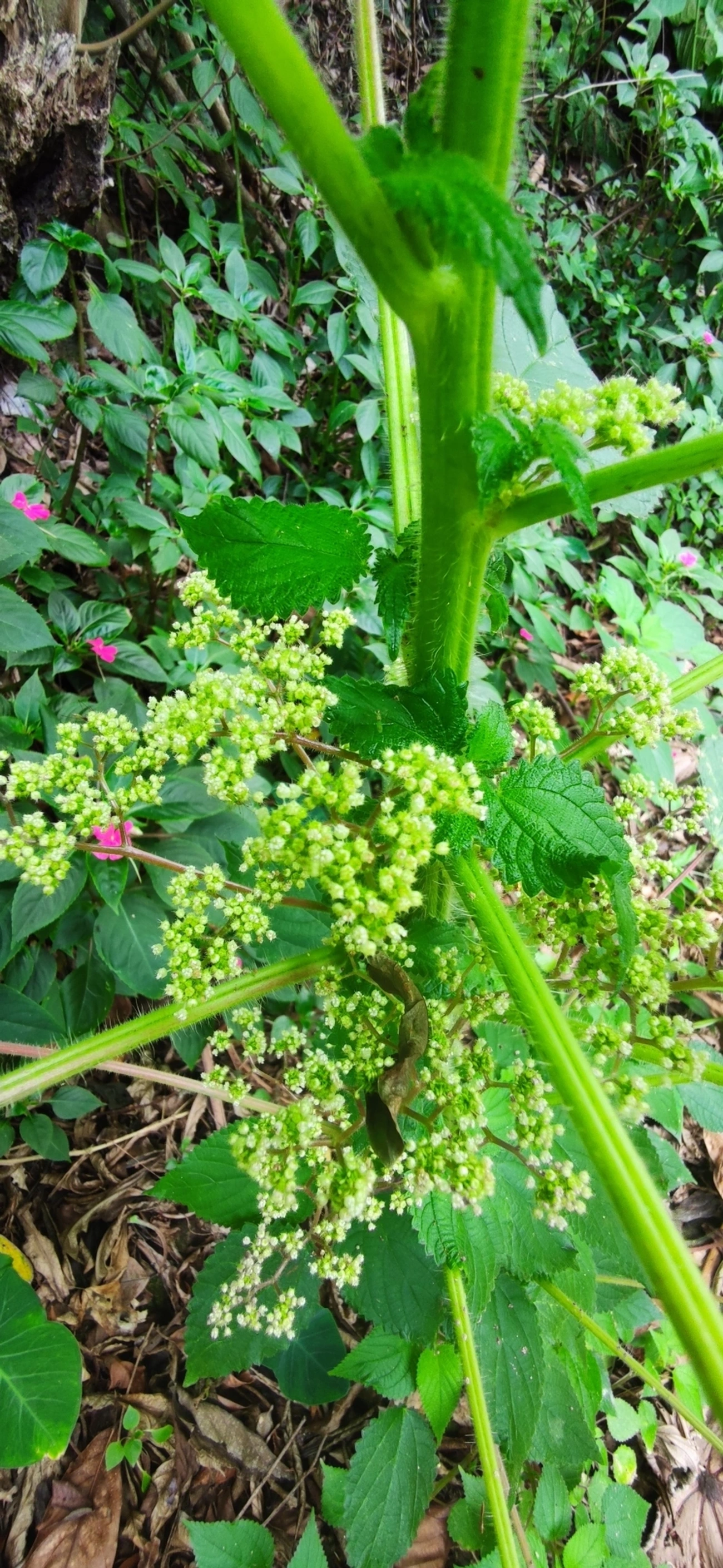 Urtiga-vermelha (Laportea aestuans), plantas, fotografado em Paúba, São Sebastião