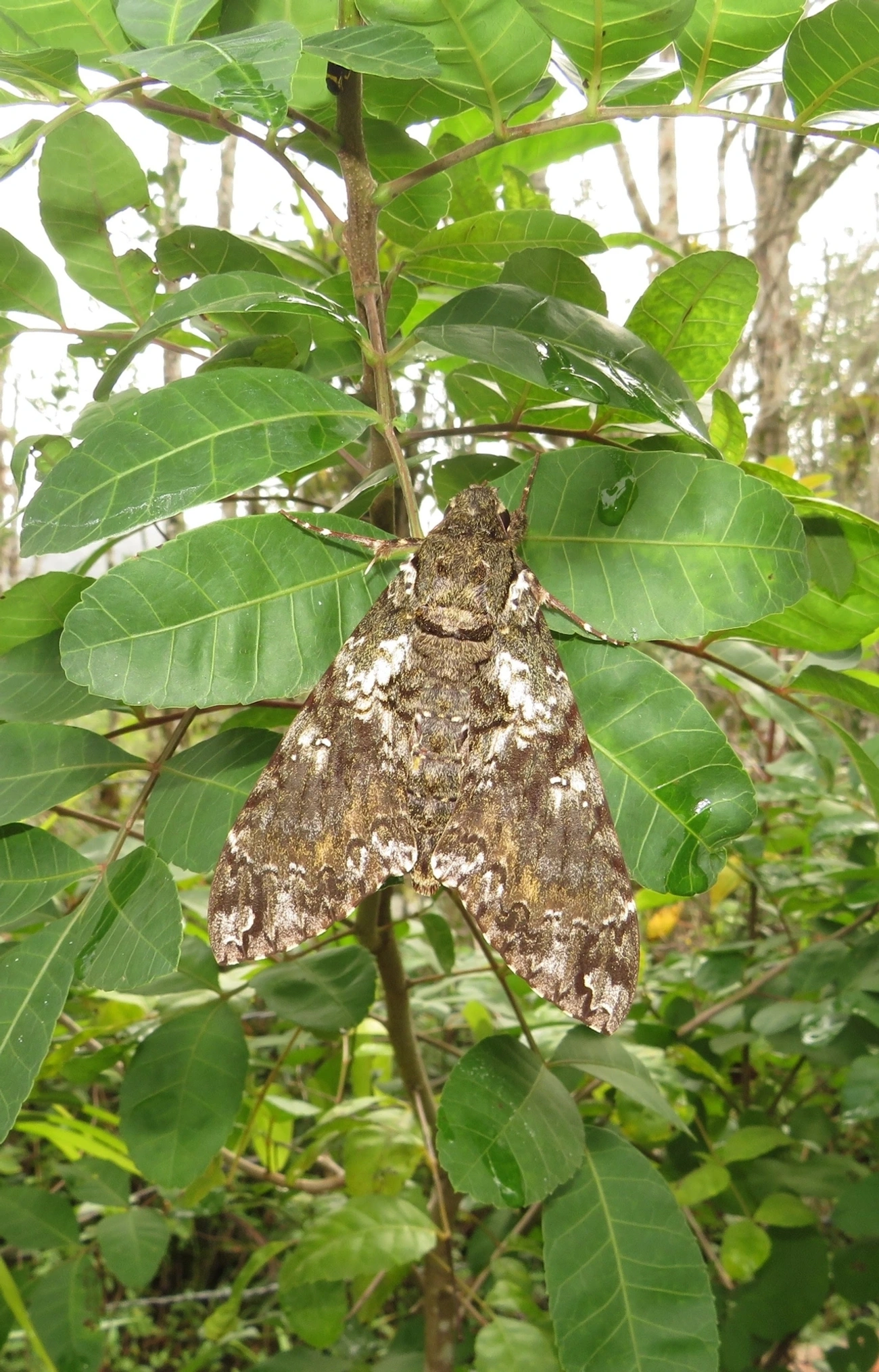 Esfinge-de-Duponchel (Cocytius duponchel), insetos, fotografado em Maresias, São Sebastião