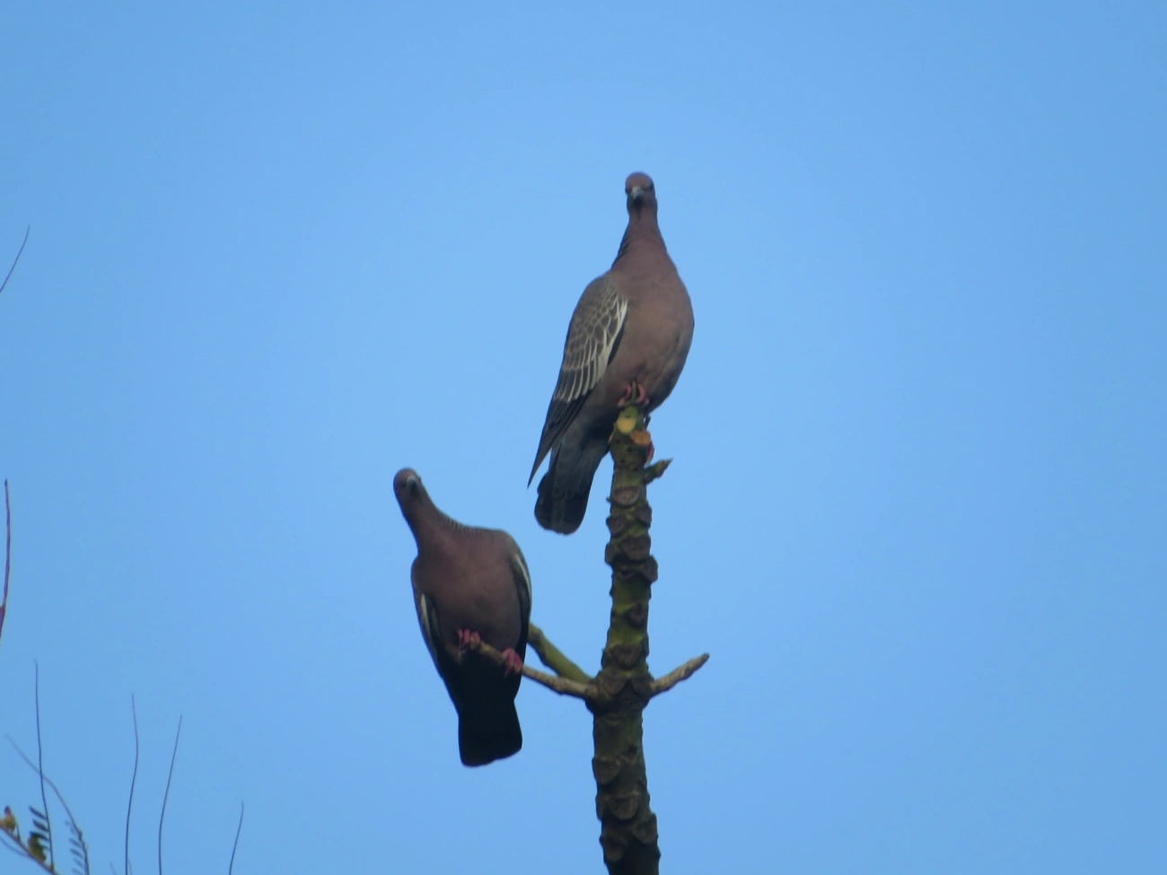 Asa-branca (Patagioenas picazuro), aves, fotografado em Maresias, São Sebastião