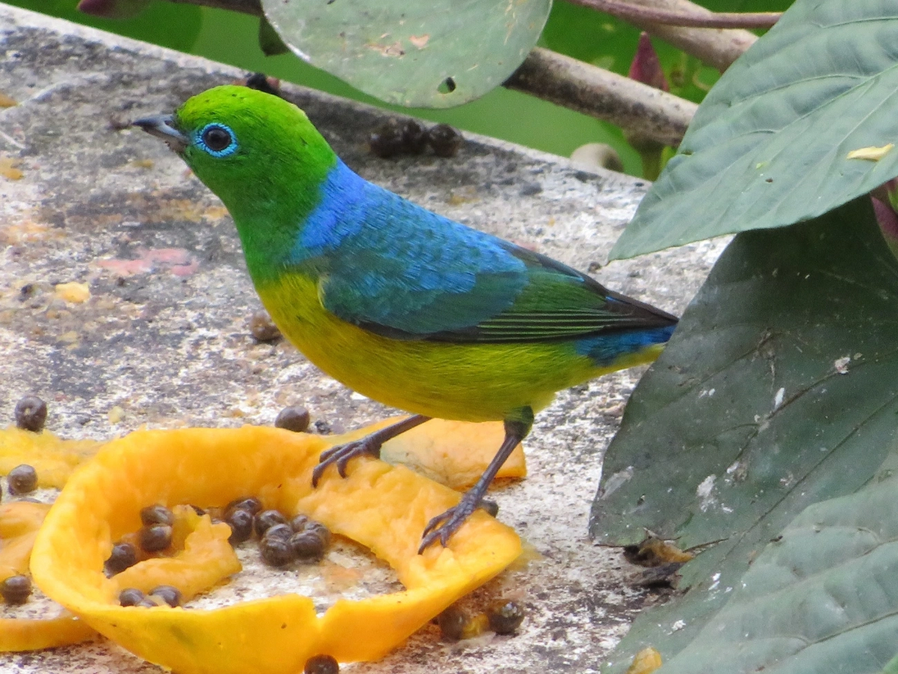 Gaturamo-bandeira (Chlorophonia cyanea), aves, fotografado em Maresias, São Sebastião