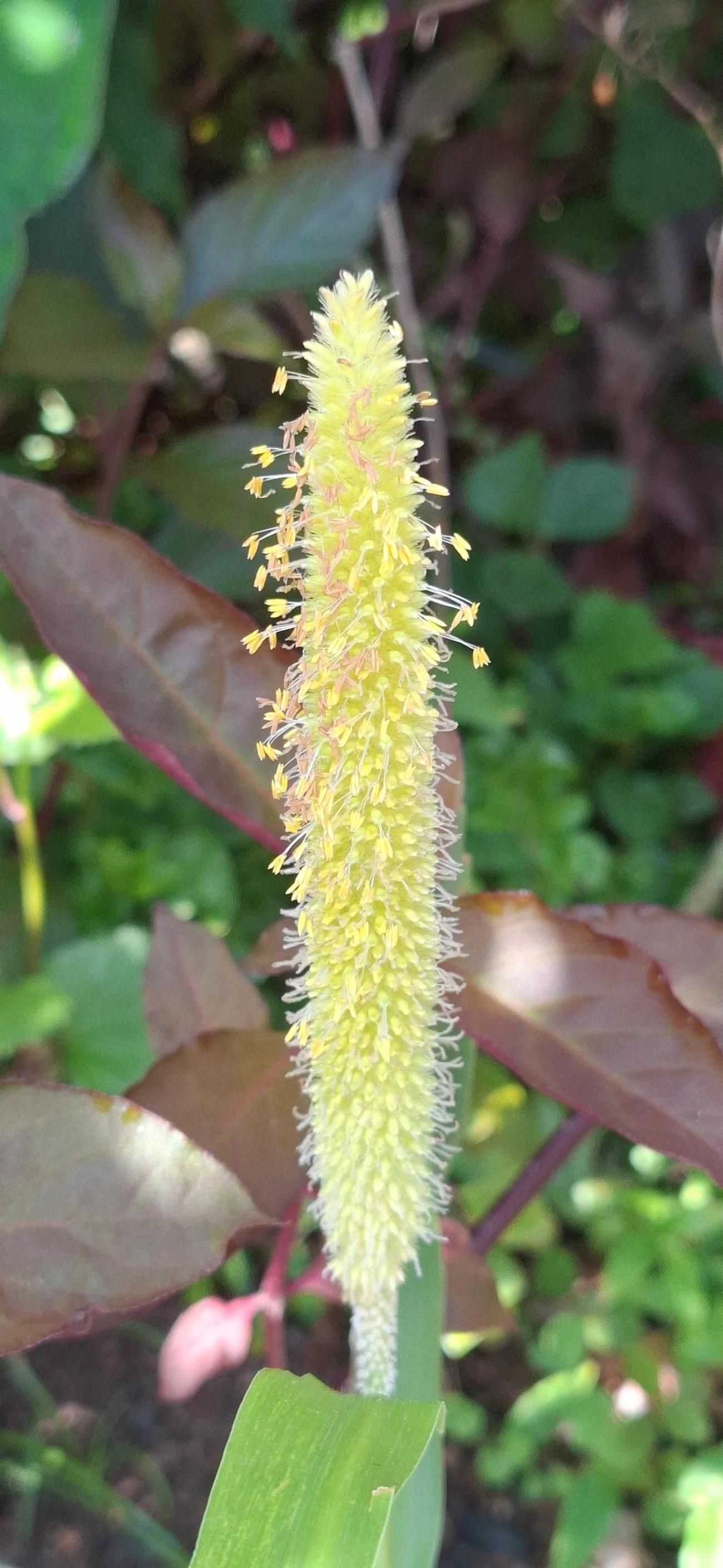 Milheto (Cenchrus americanus), plantas, fotografado em Maresias, São Sebastião