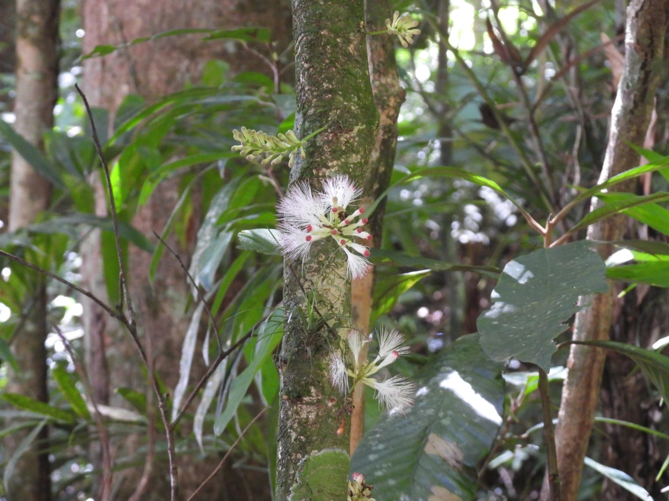 Zygia, plantas, fotografado em Maresias, São Sebastião