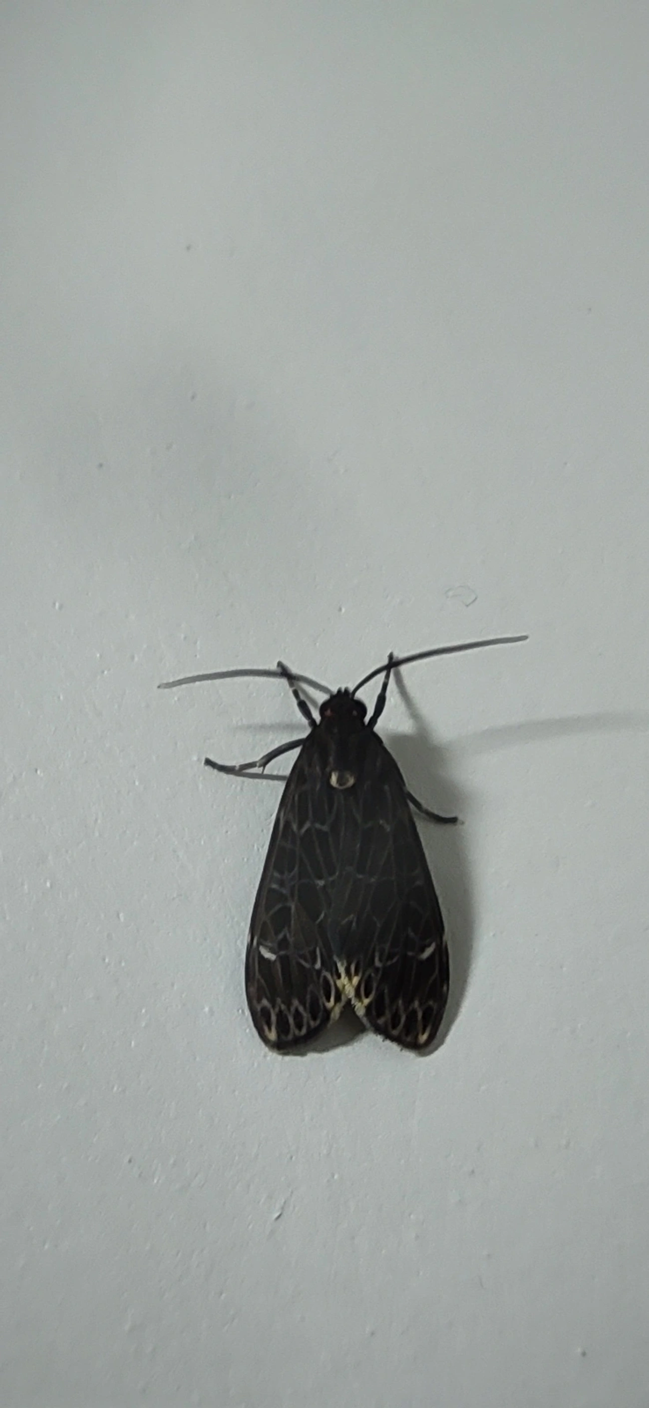 Stollius sylvius, insetos, fotografado em Maresias, São Sebastião