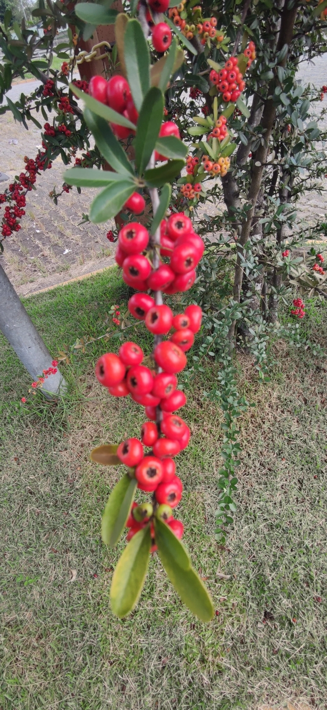 Sarça-ardente (Pyracantha coccinea), plantas, fotografado em Itaquaquecetuba