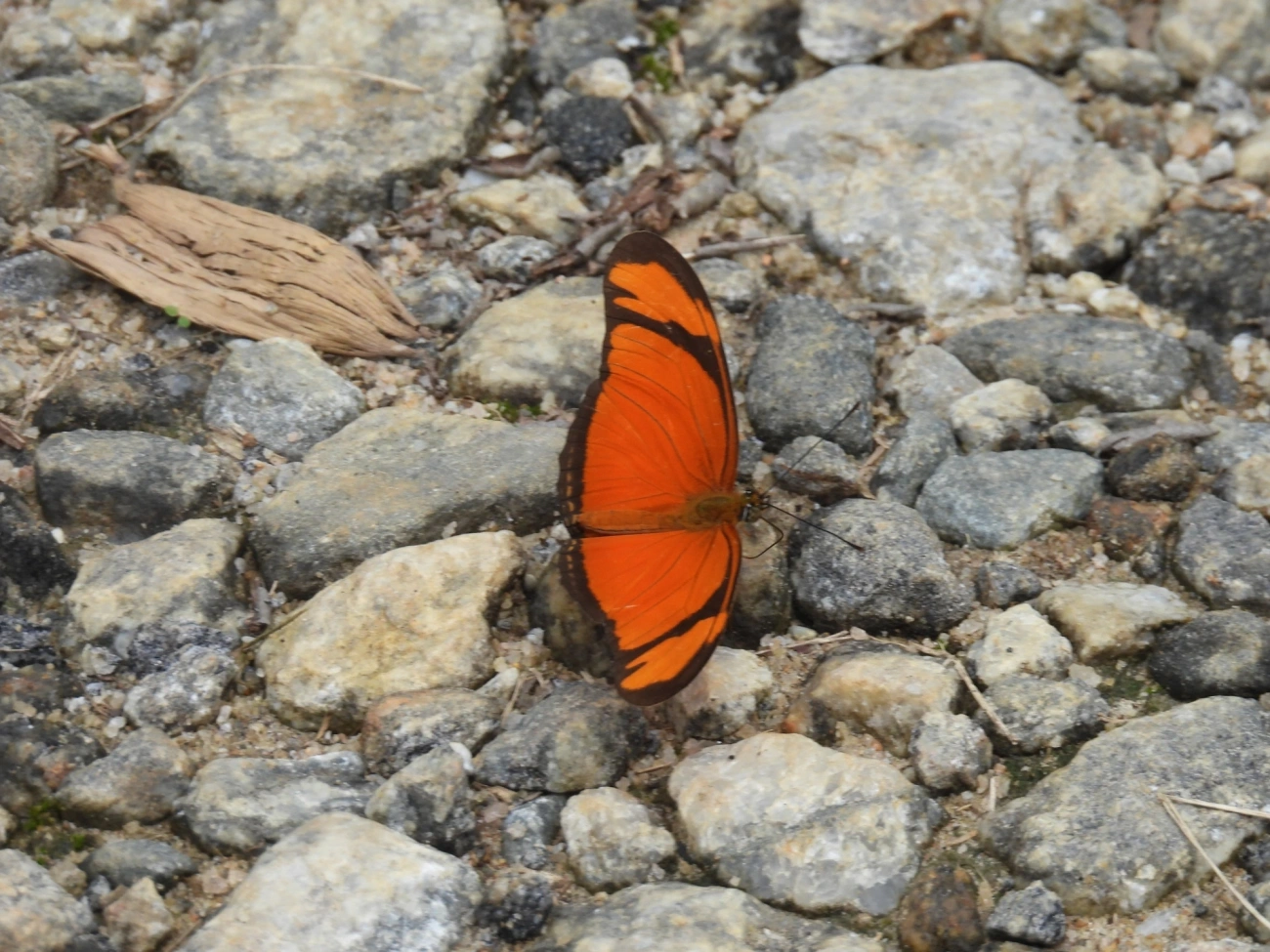 Borboleta-flambeau (Dryas iulia), insetos, fotografado em Queluz