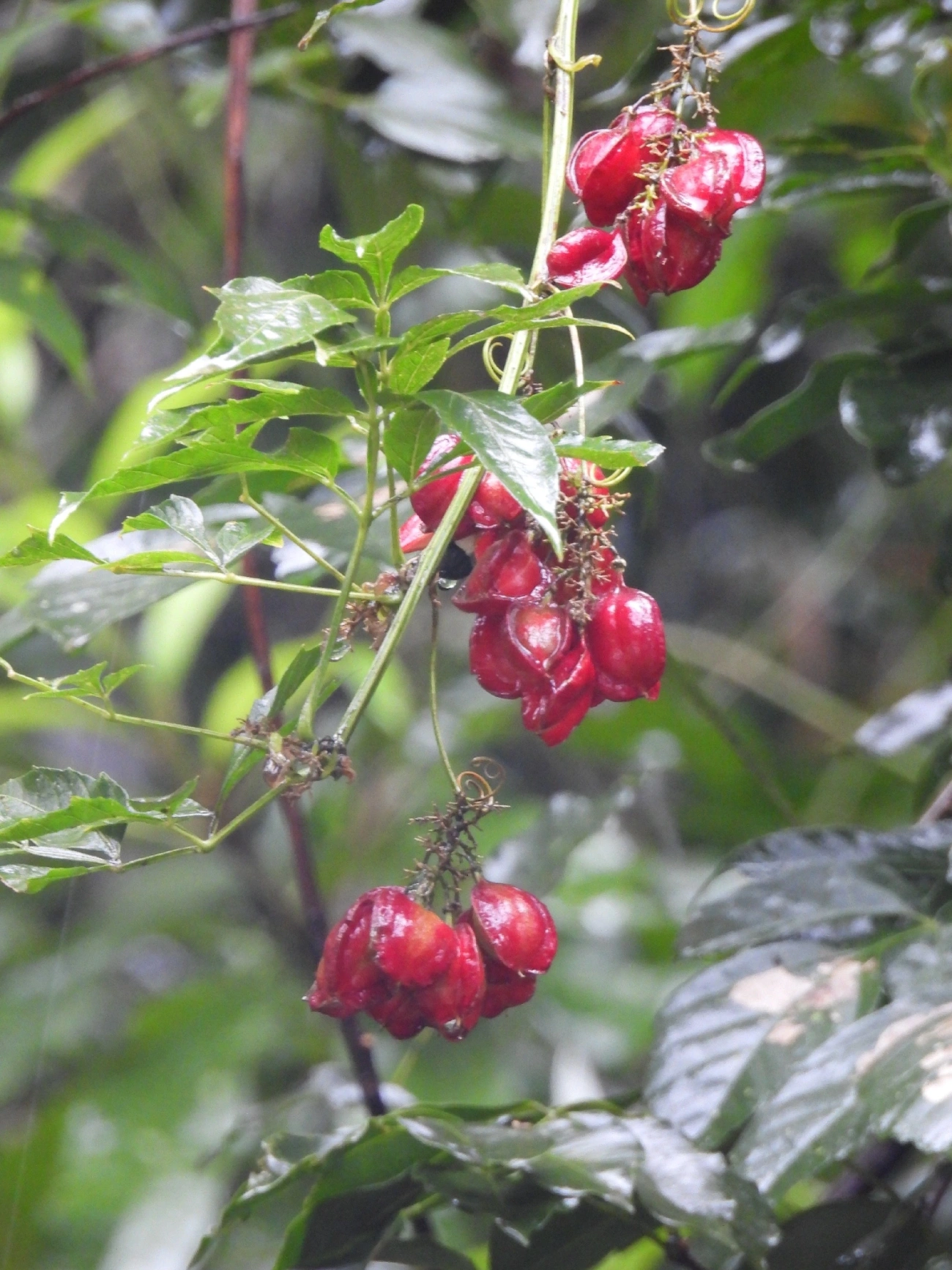 Guaraná triangular (Paullinia meliifolia), plantas, fotografado em Maresias, São Sebastião