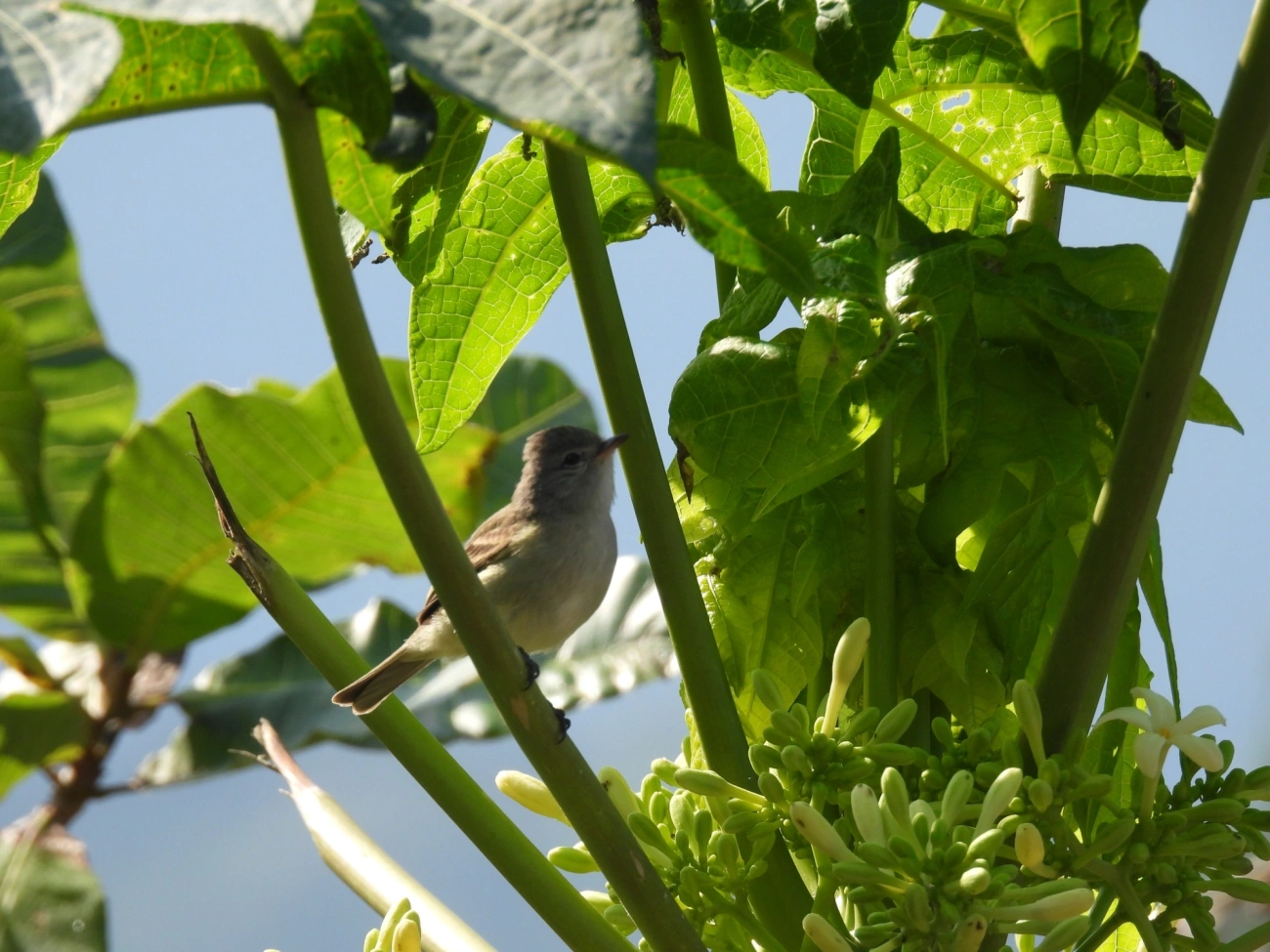 Risadinha (Camptostoma obsoletum), aves, fotografado em Maresias, São Sebastião