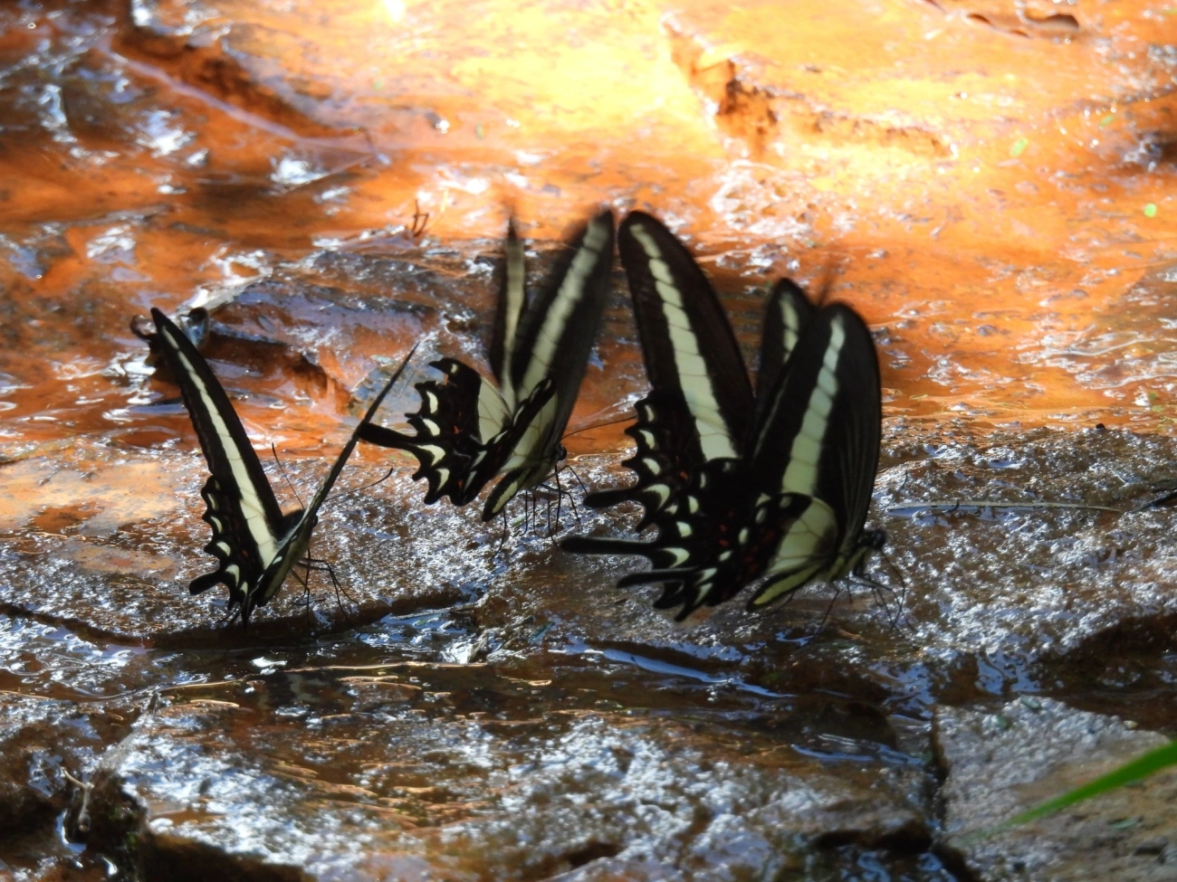Heraclides, insetos, fotografado em Cabreúva