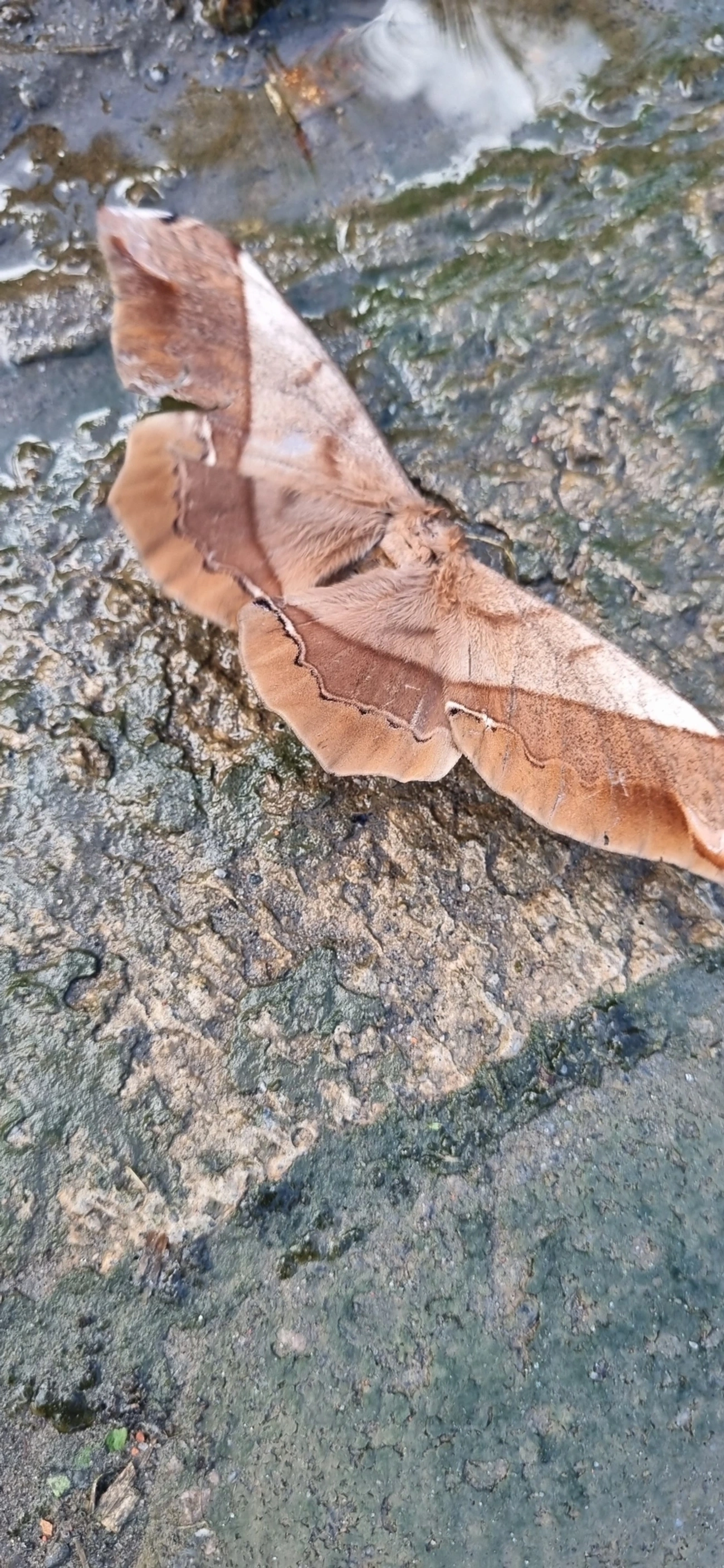Mariposa-da-seda-gigante (Arsenura armida), insetos, fotografado em Prais do Saco, São Sebastião