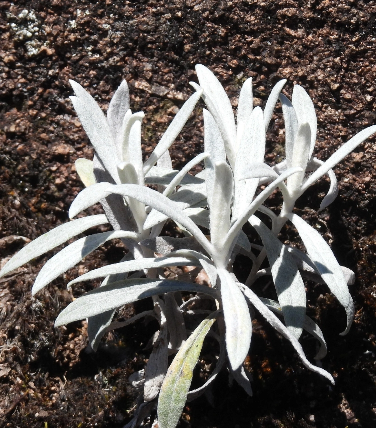 Plantas (Plantae), plantas, fotografado em Engenheiro Passos