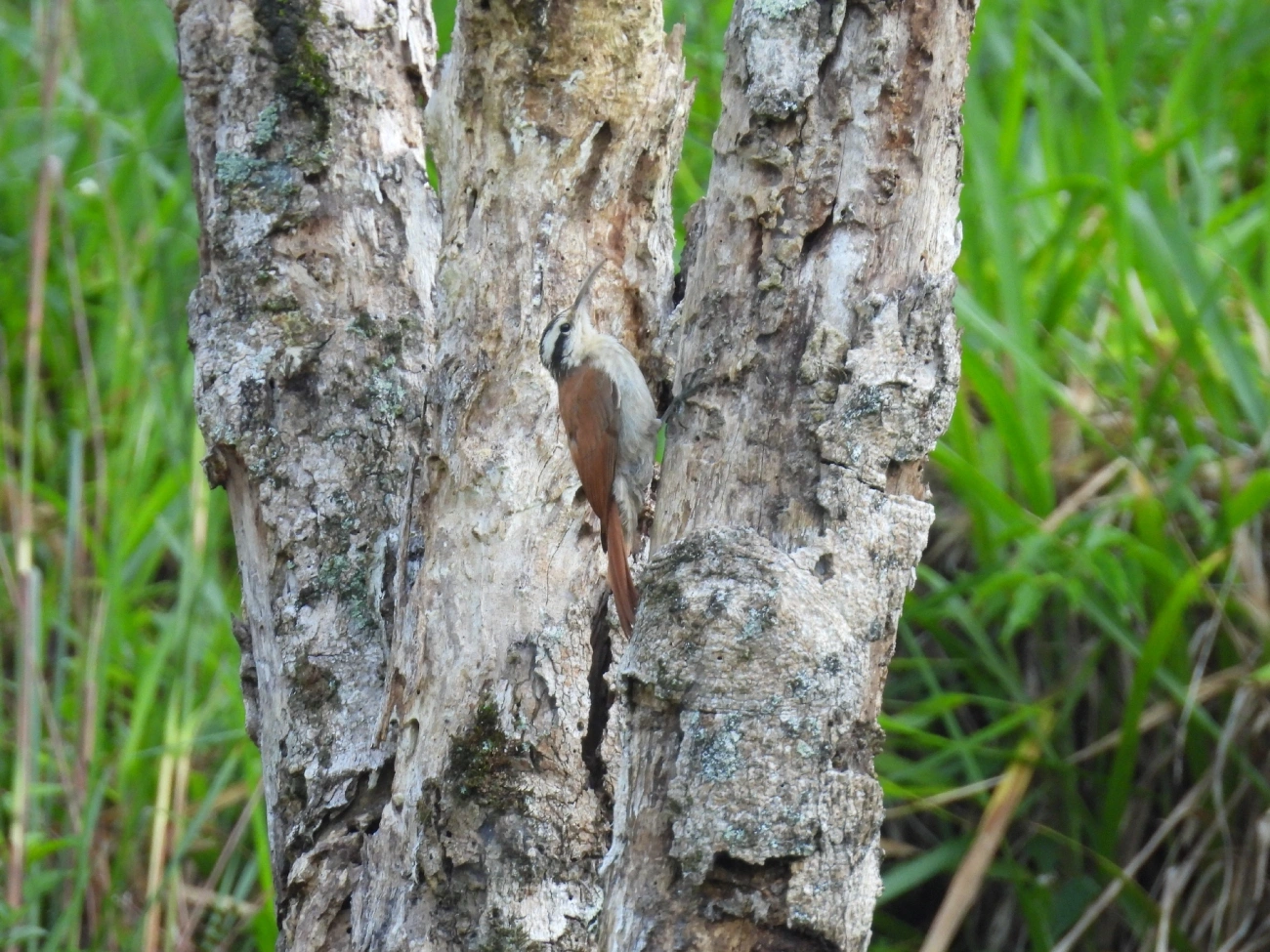 Arapaçu-do-cerrado (Lepidocolaptes angustirostris), aves, fotografado em Queluz