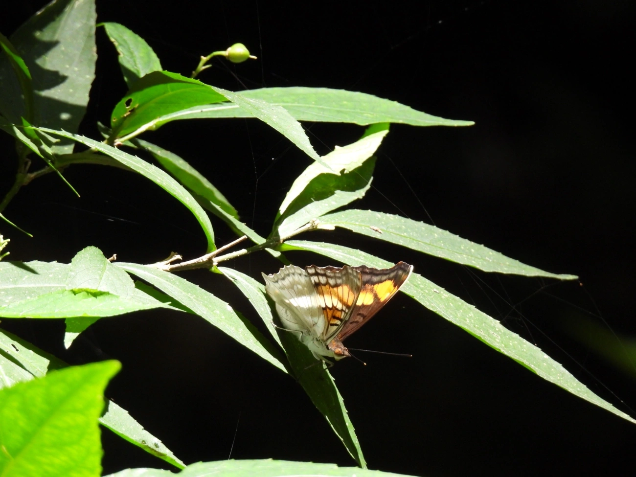 Doxocopa linda, insetos, fotografado em Bom Fim do Bom Jesus, Cabreúva