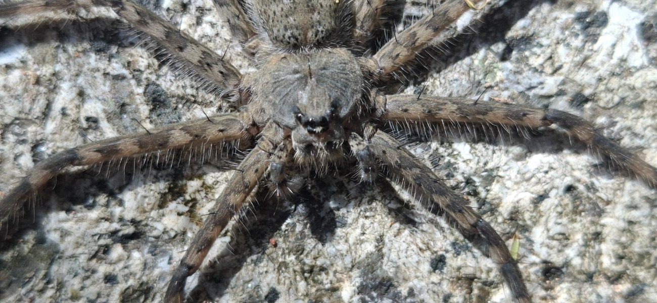 Trechalea, aracnídeos, fotografado em Queluz