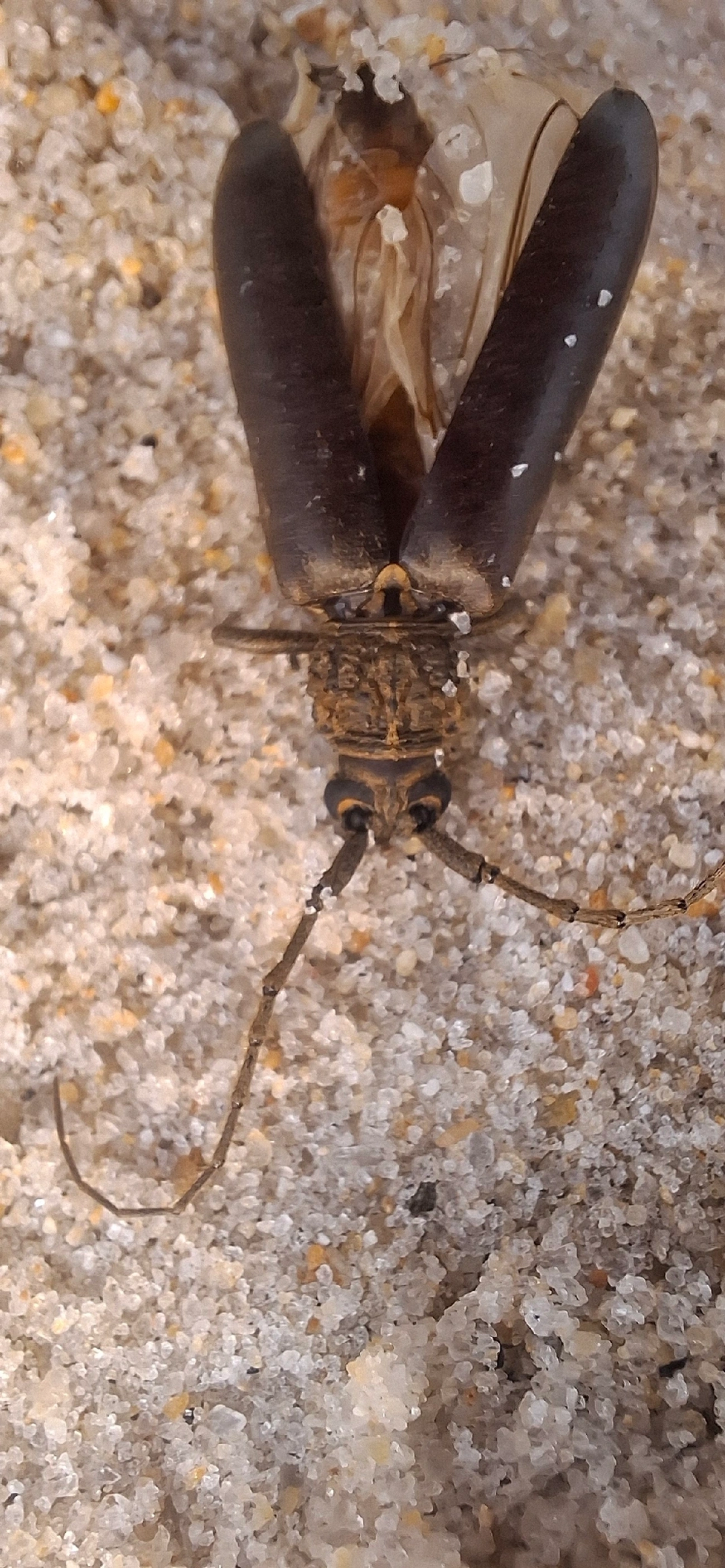 Cerambycinae, insetos, fotografado em Maresias, São Sebastião