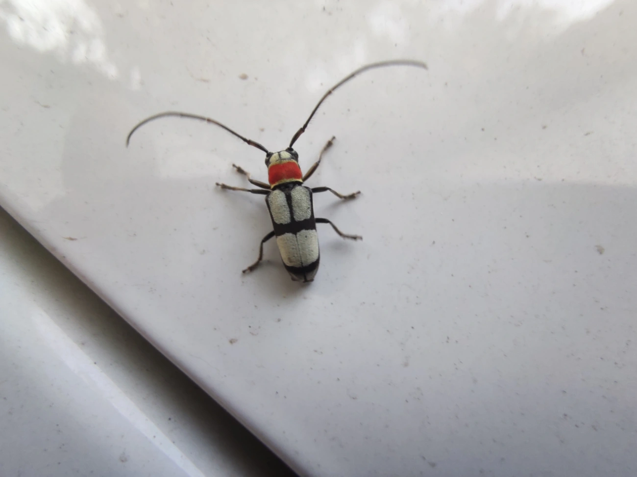 Pyrobolus clathratus, insetos, fotografado em Maresias, São Sebastião